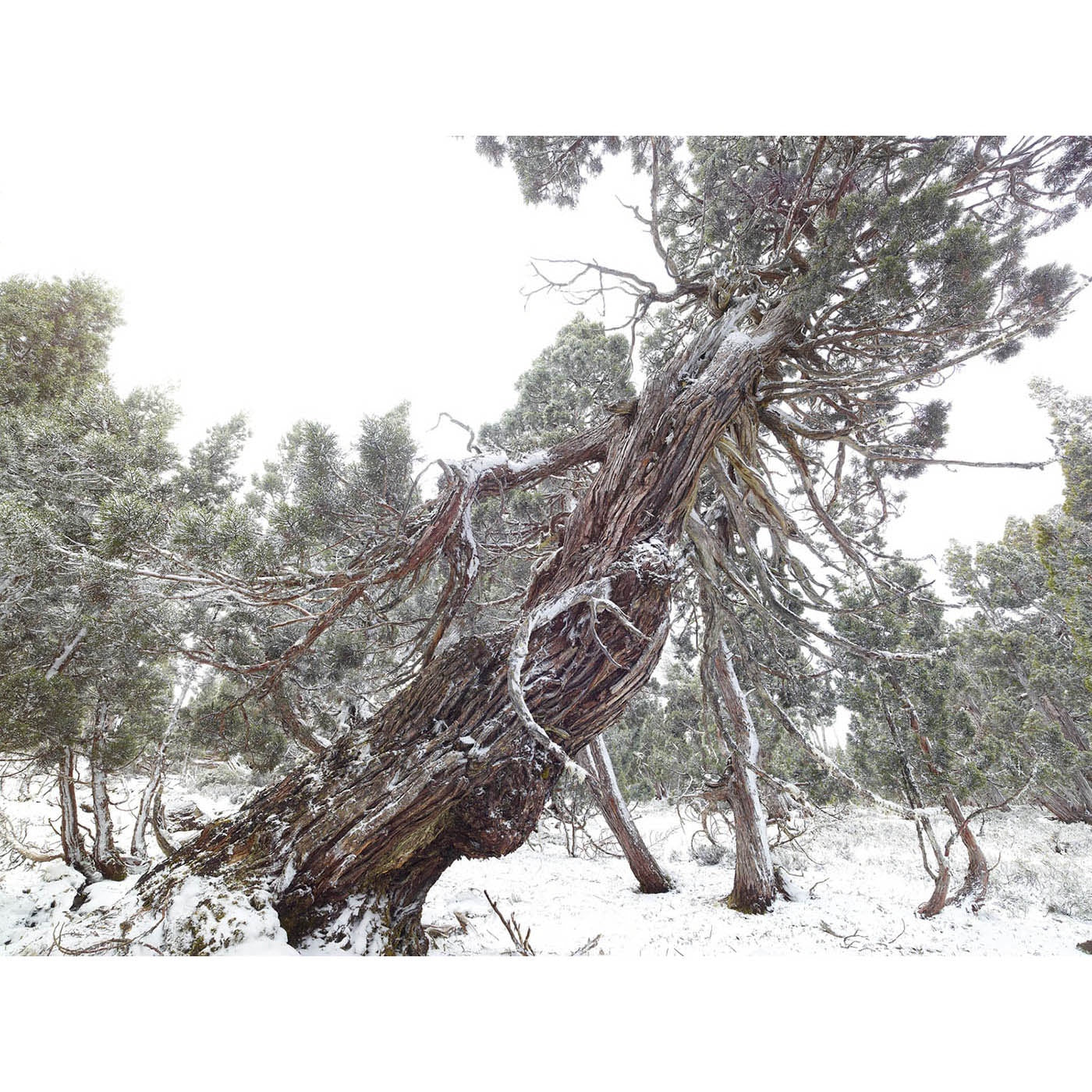Rob Blakers - Walls of Jerusalem National Park - Ancient Pencil Pine 3