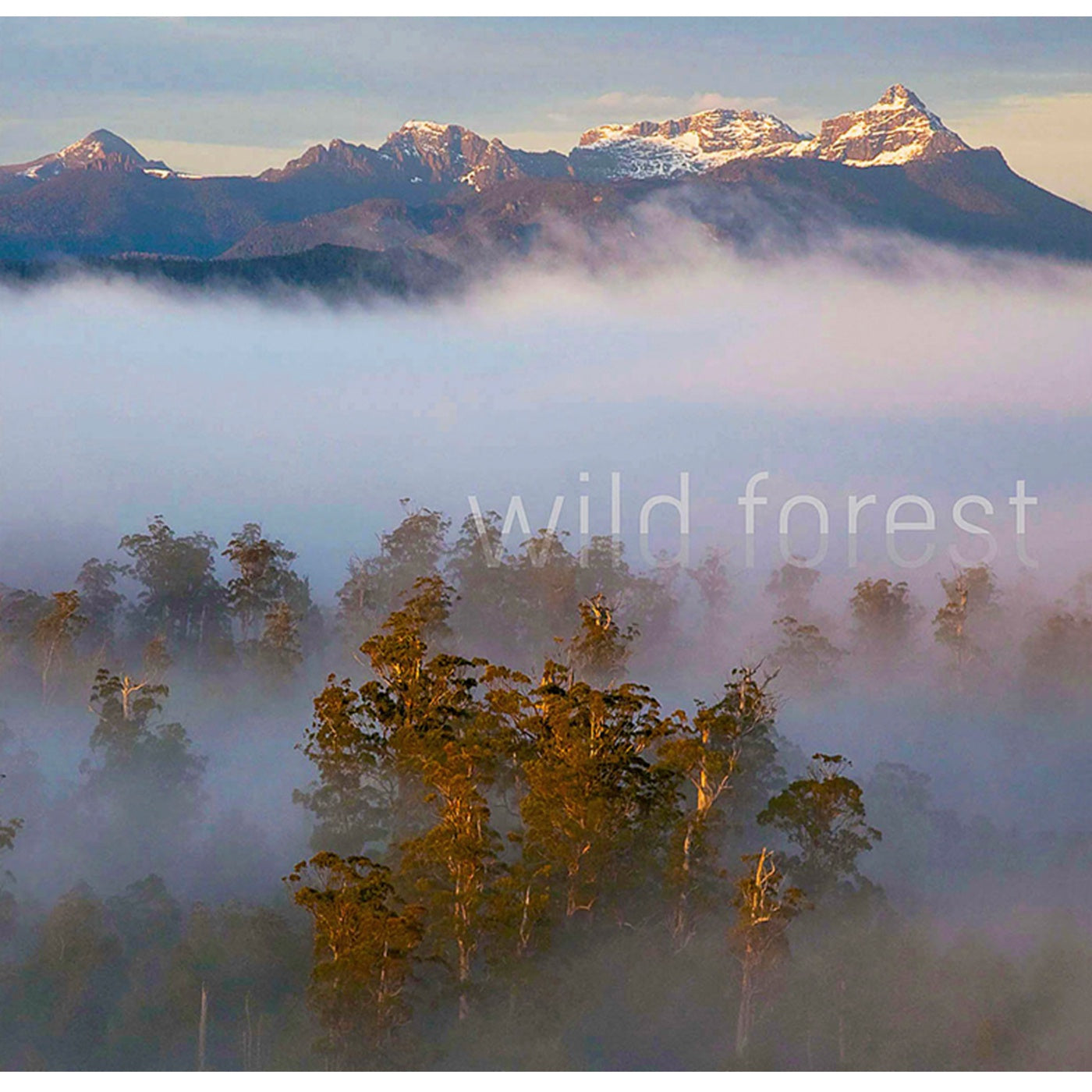 Wild Forest: Endangered Tasmania