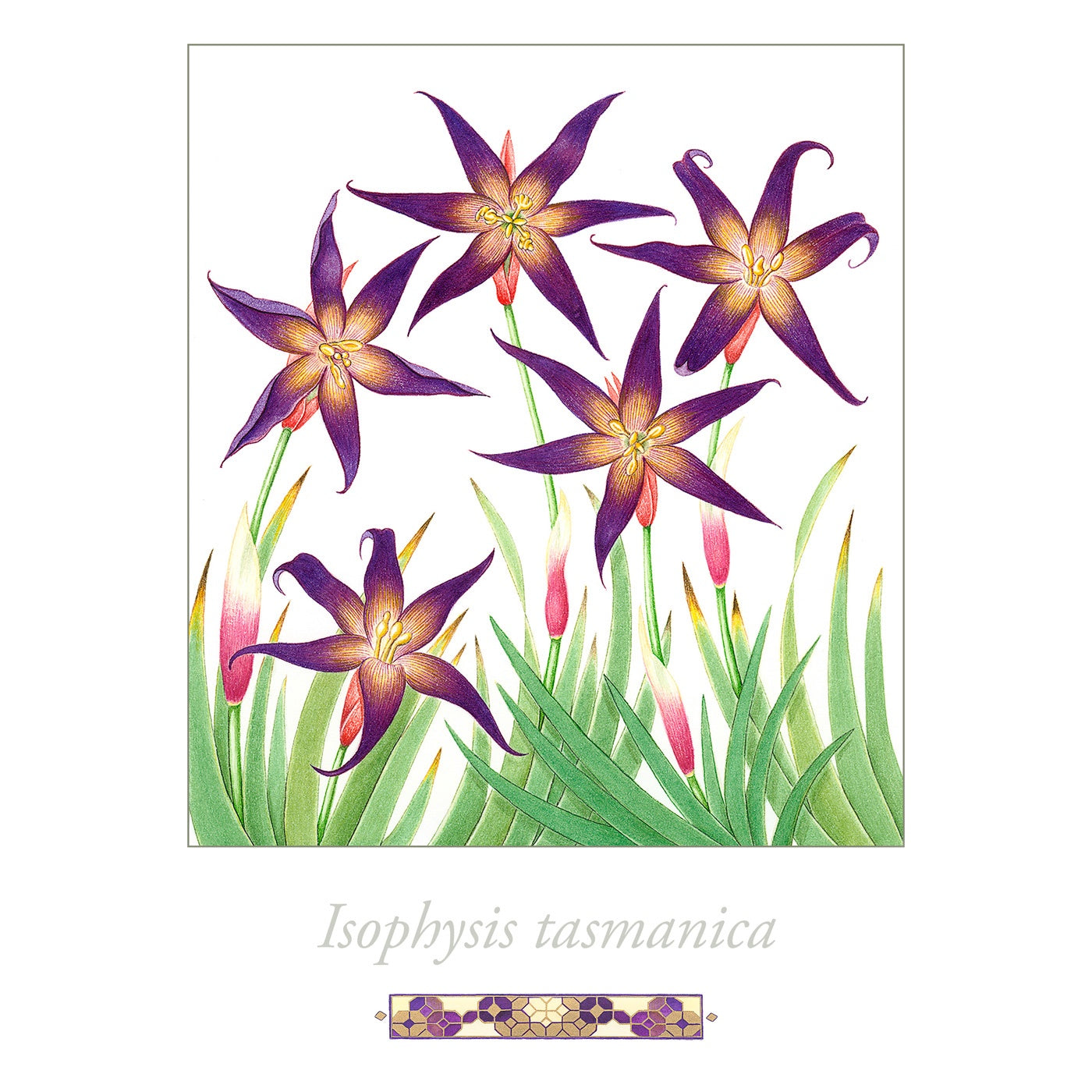 Sylvie Gerozisis - Flora of Tasmania - Art Print - Tasmanian Purple Star