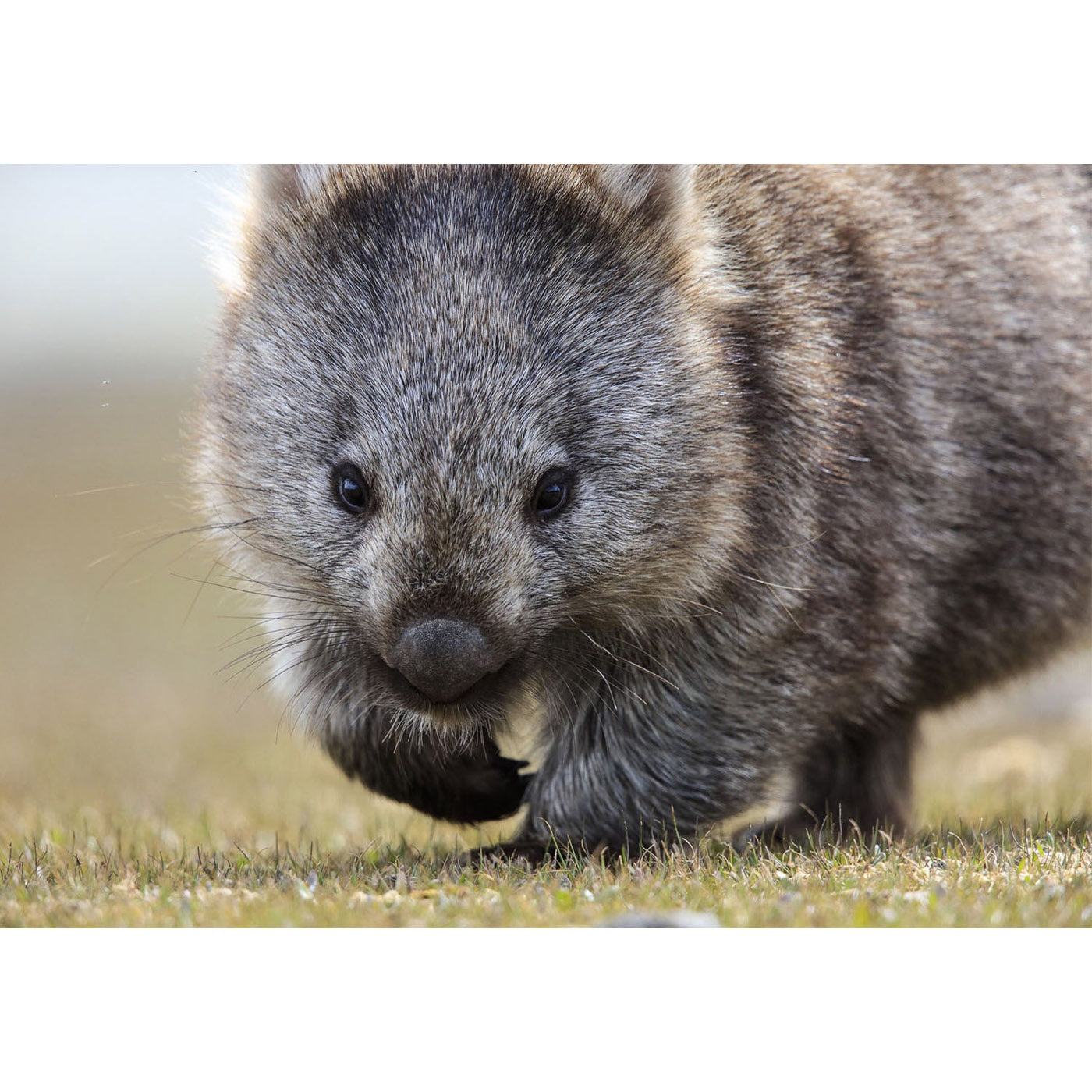 Rob Blakers - Bangor, Wombat 1