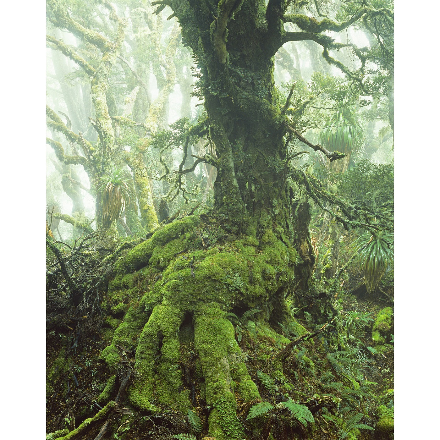 Peter Dombrovskis - Myrtle Tree