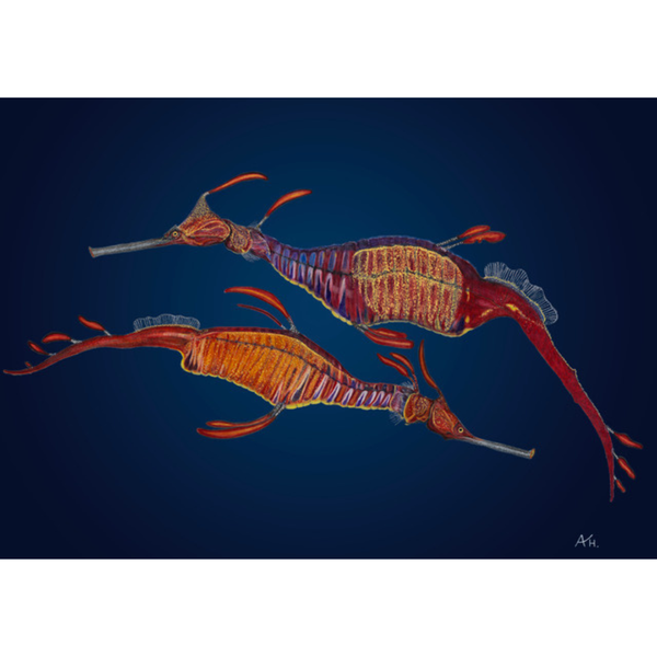 Andy Hoggins Art Print Weedy Sea Dragon Pair Wild Island Tasmania