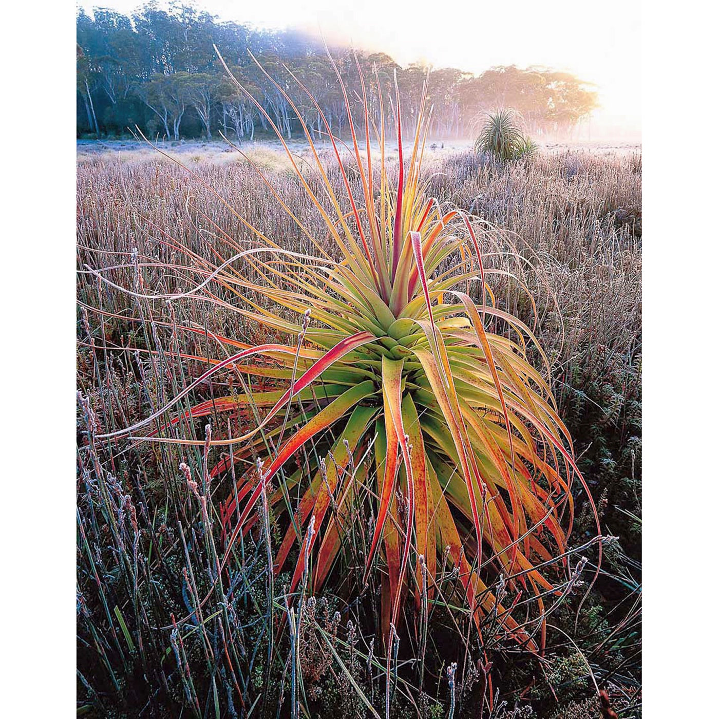 Rob Blakers - Navarre Plains, near Lake St Clair - Frosted Pandani