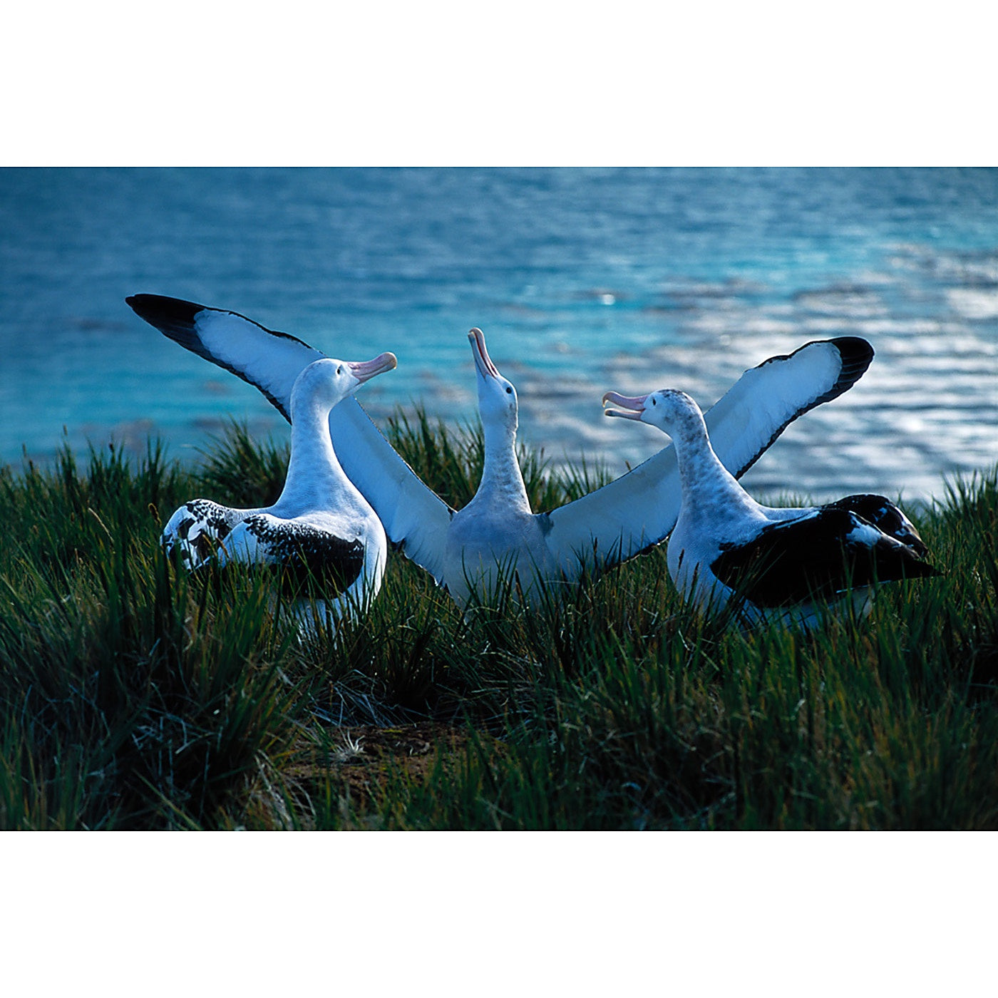 Graham Robertson - The Trio