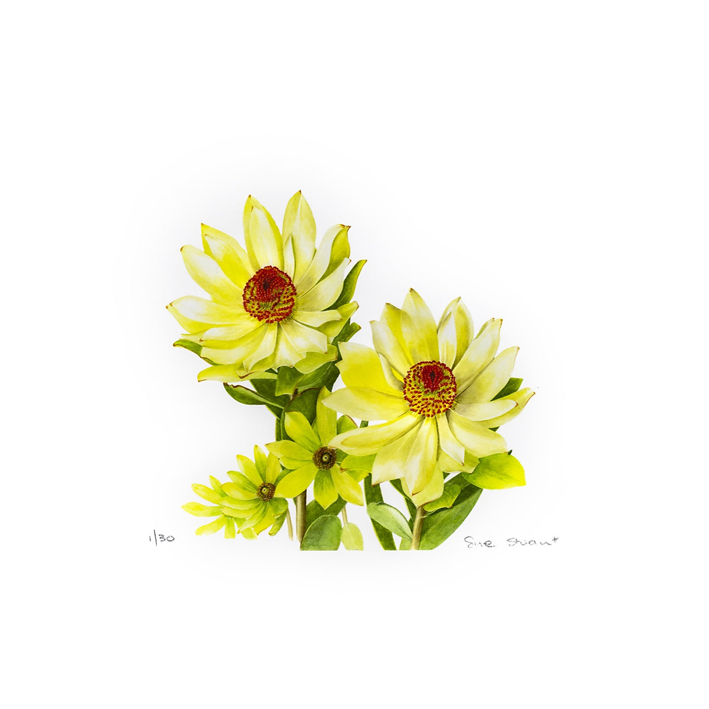 DISCONTINUE Sue Stuart - Art Print - Leucadendron - A4