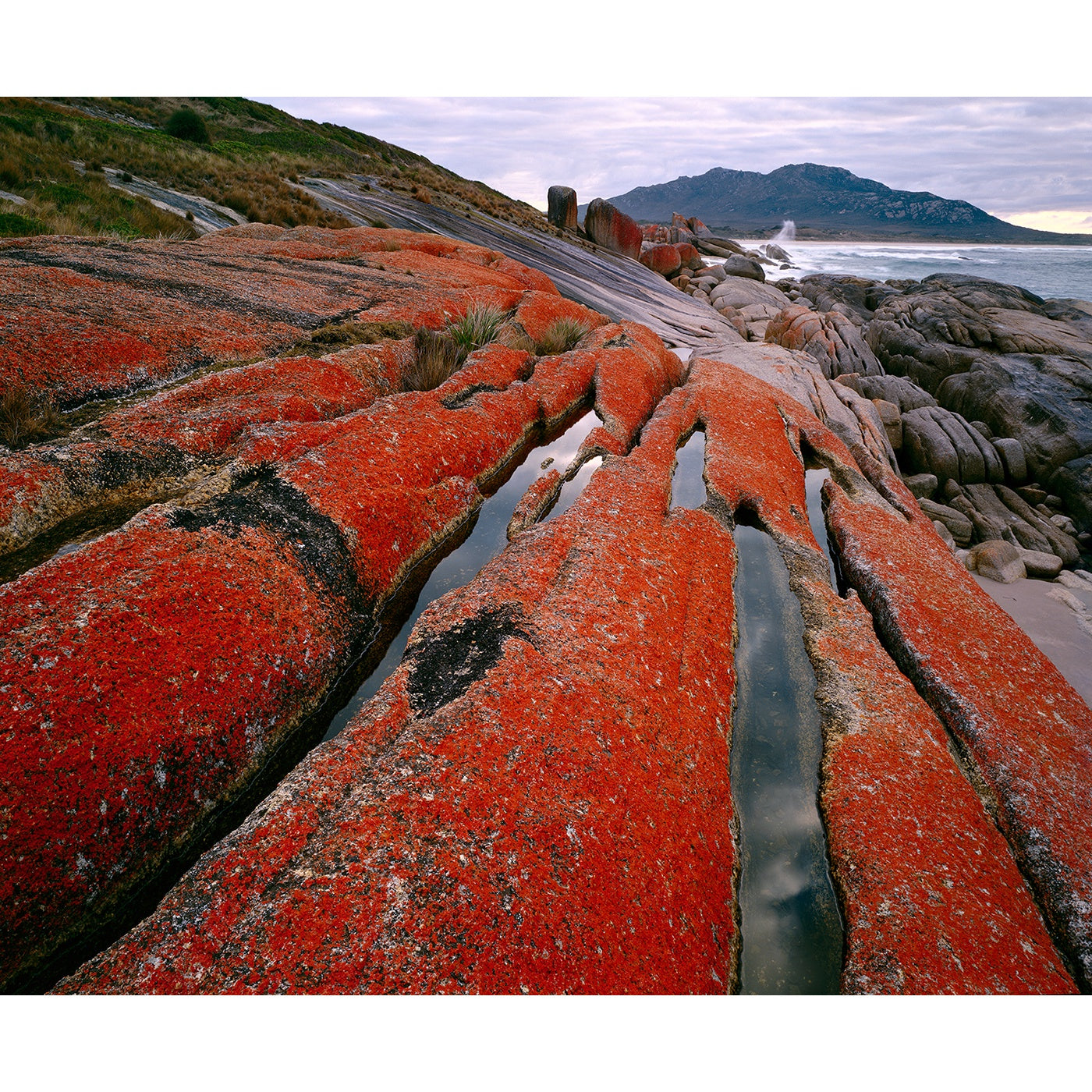 Chris Bell - Lichened Pavements