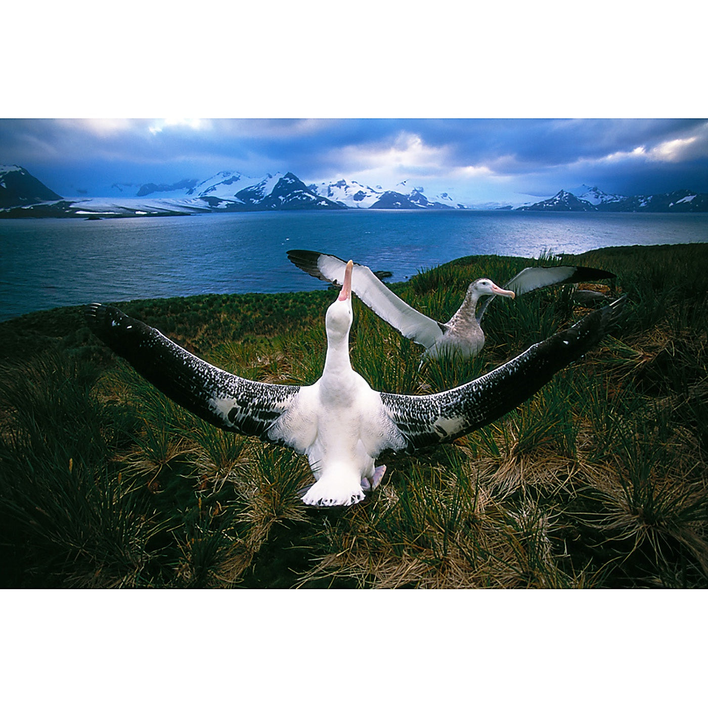 Graham Robertson - Mank