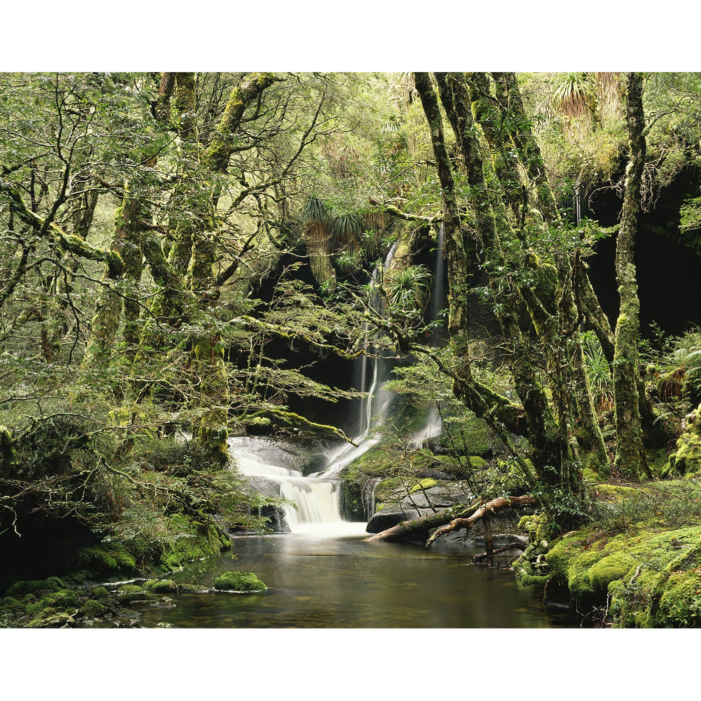 Rob Blakers - Walls of Jerusalem National Park - Rainforest 2