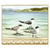 Sylvie Gerozisis - Birds of Tasmania - Art Print - Crested Terns
