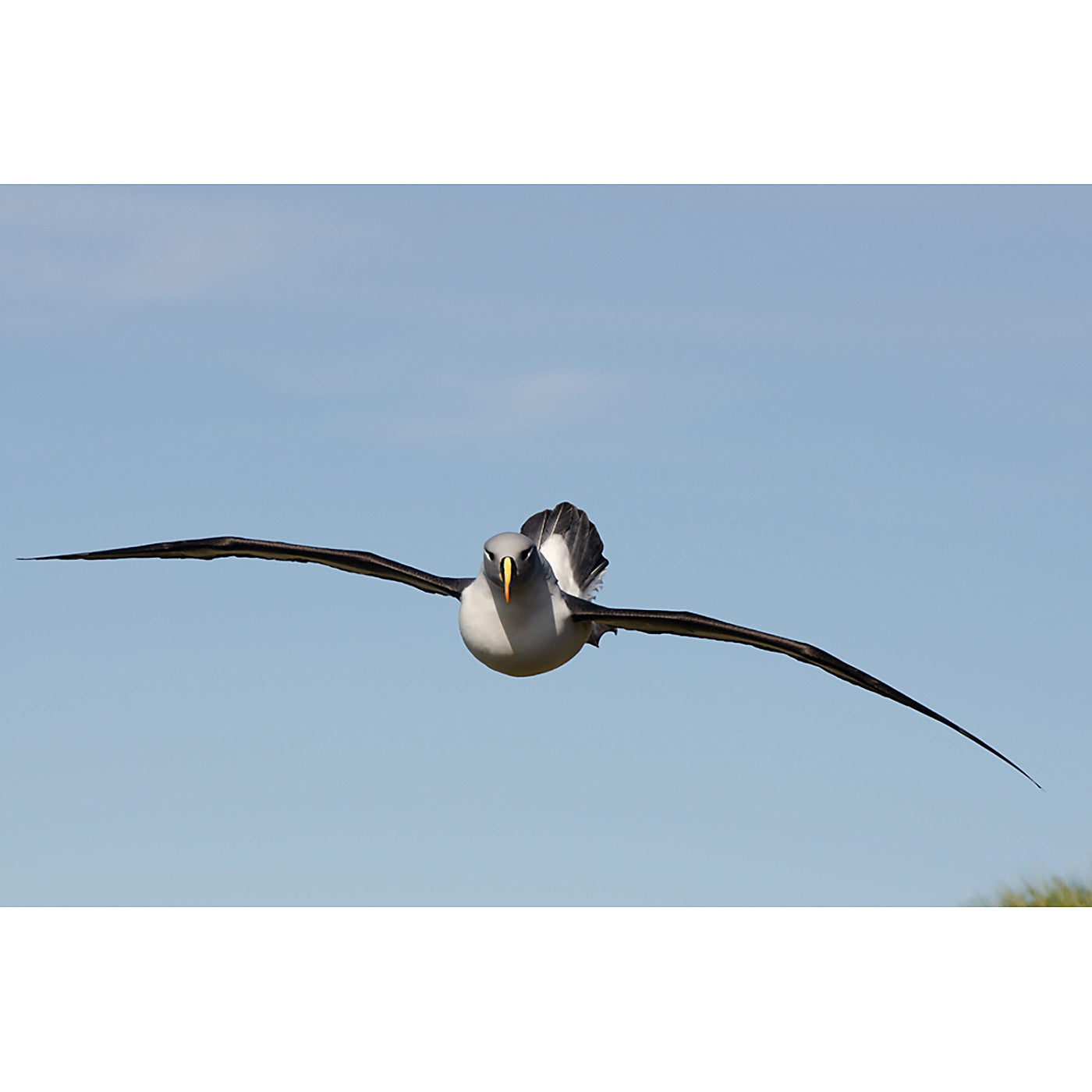 Graham Robertson - Flight Feathers