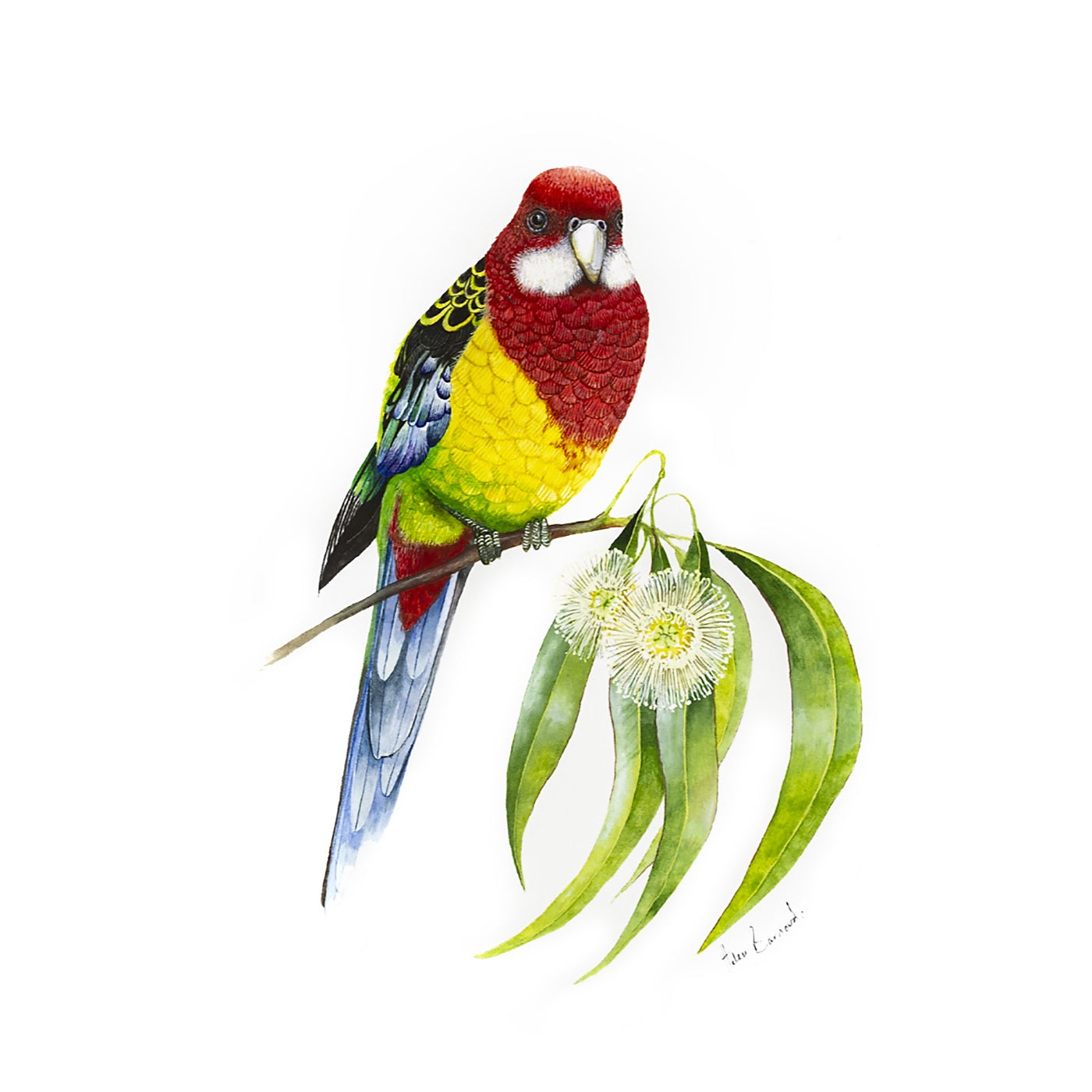 The Little Wren - Art Print - Eastern Rosella