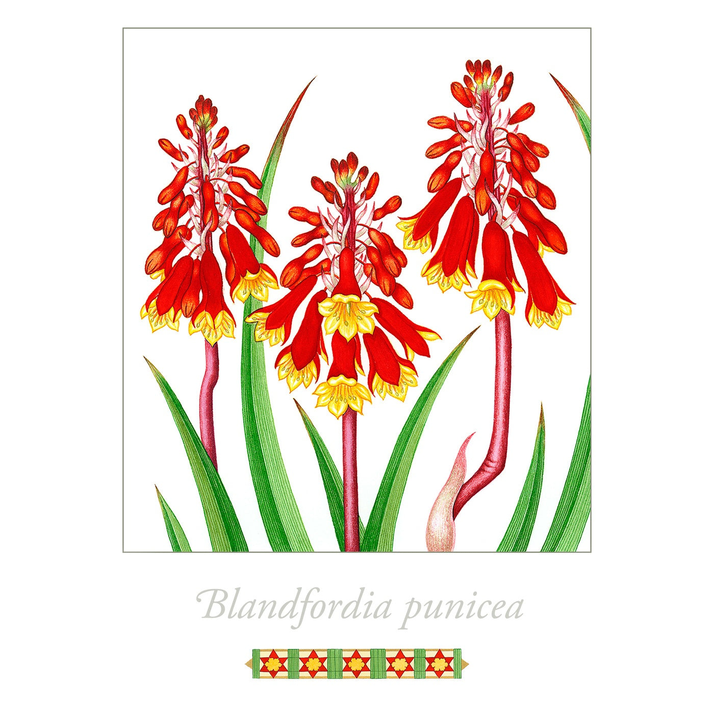 Sylvie Gerozisis - Flora of Tasmania - Art Print - Tasmanian Christmas Bells