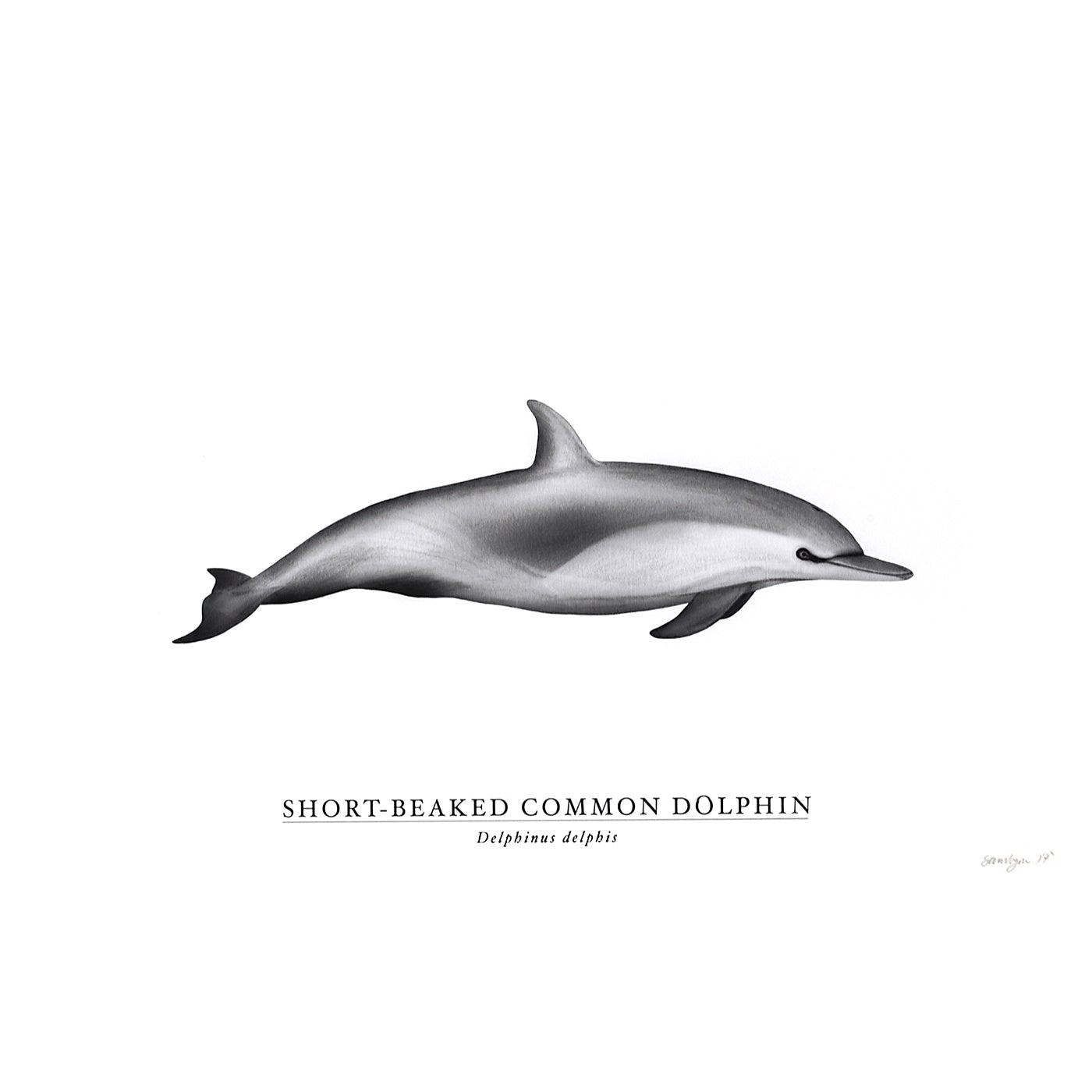 Sam Lyne - Art Print - Short Beaked Common Dolphin