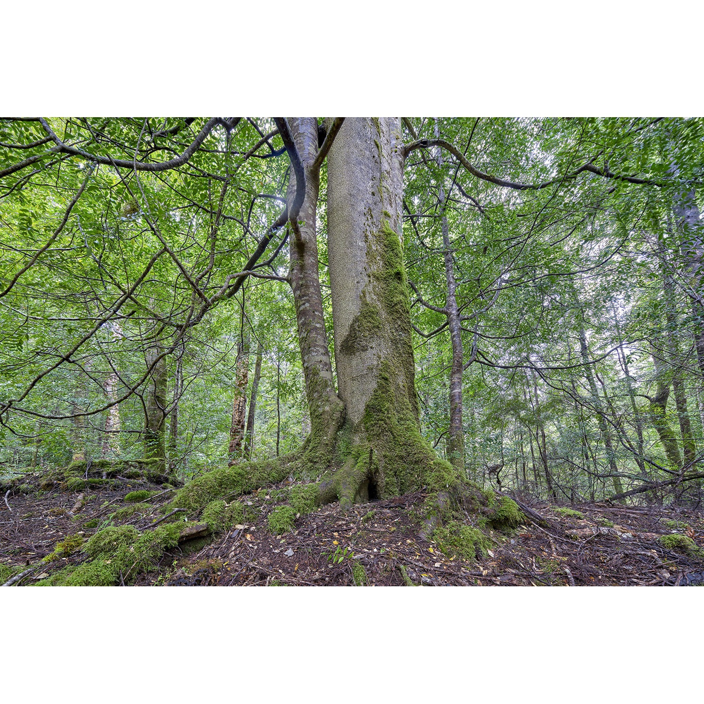 Rob Blakers - Takayna - Sassafras