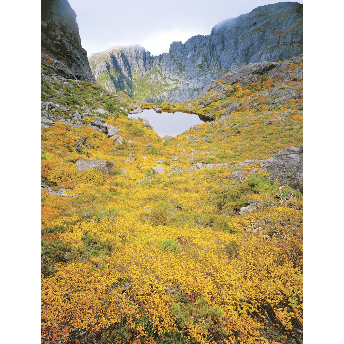 Rob Blakers - West Coast Range - Highland Rainforest 2