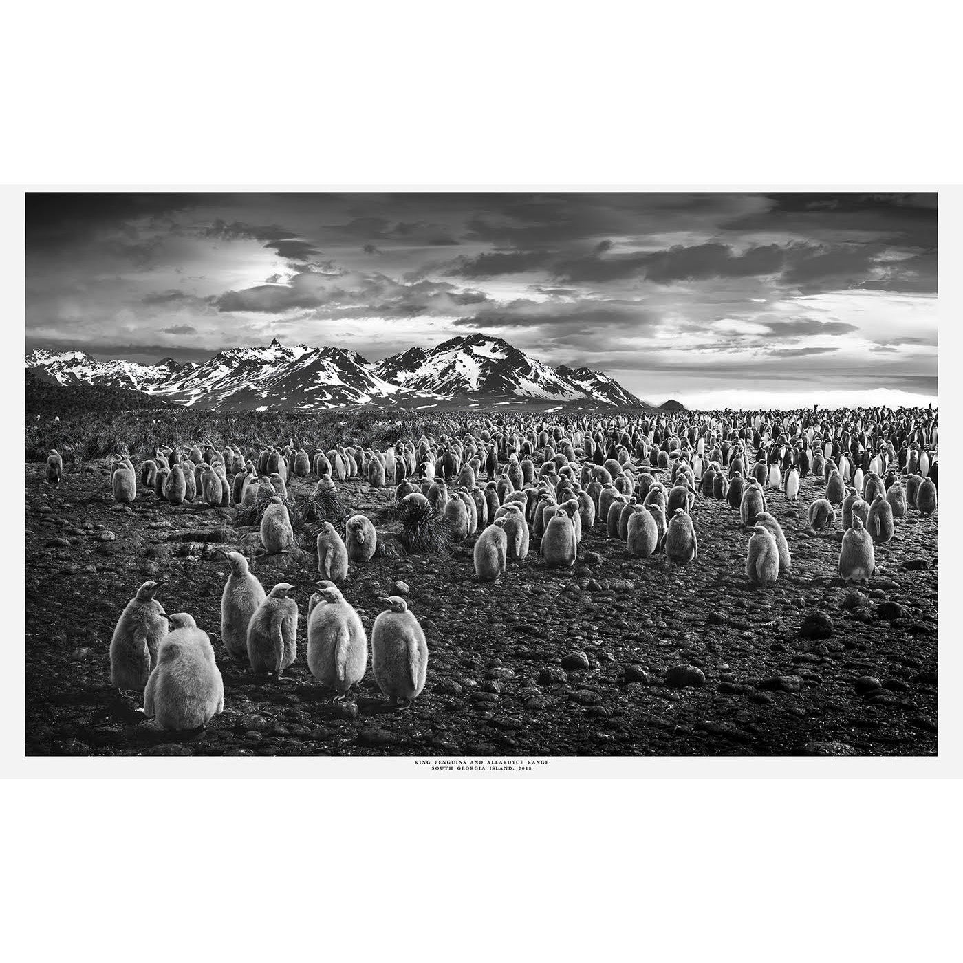 Peter Cosier - King Penguins and Allardyce Range, South Georgia Island, 2018
