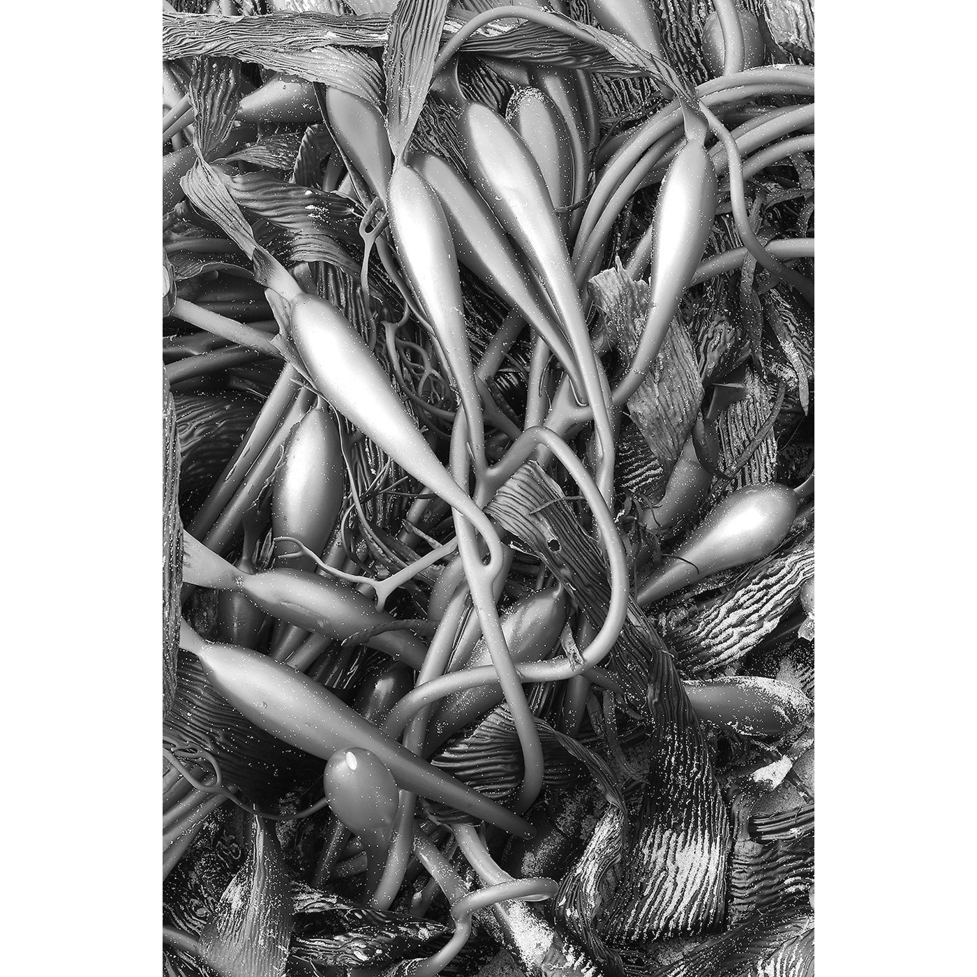 Chris Bell - Stranded Kelp, Tarkine