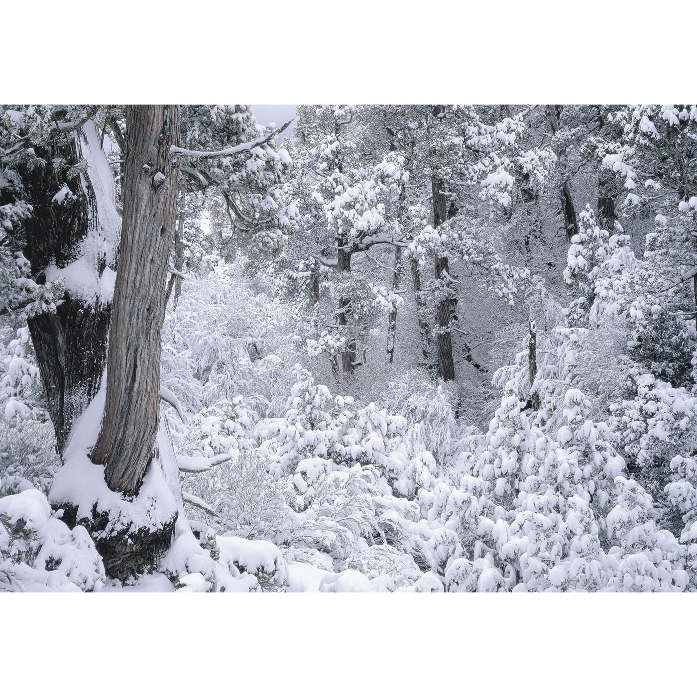 Rob Blakers - North East Tasmania - Winter Highland Rainforest