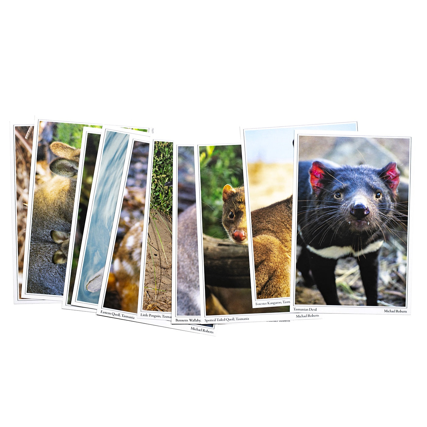 Mountain Peak Photography - Pack of 10 Postcards - Tasmanian Wildlife