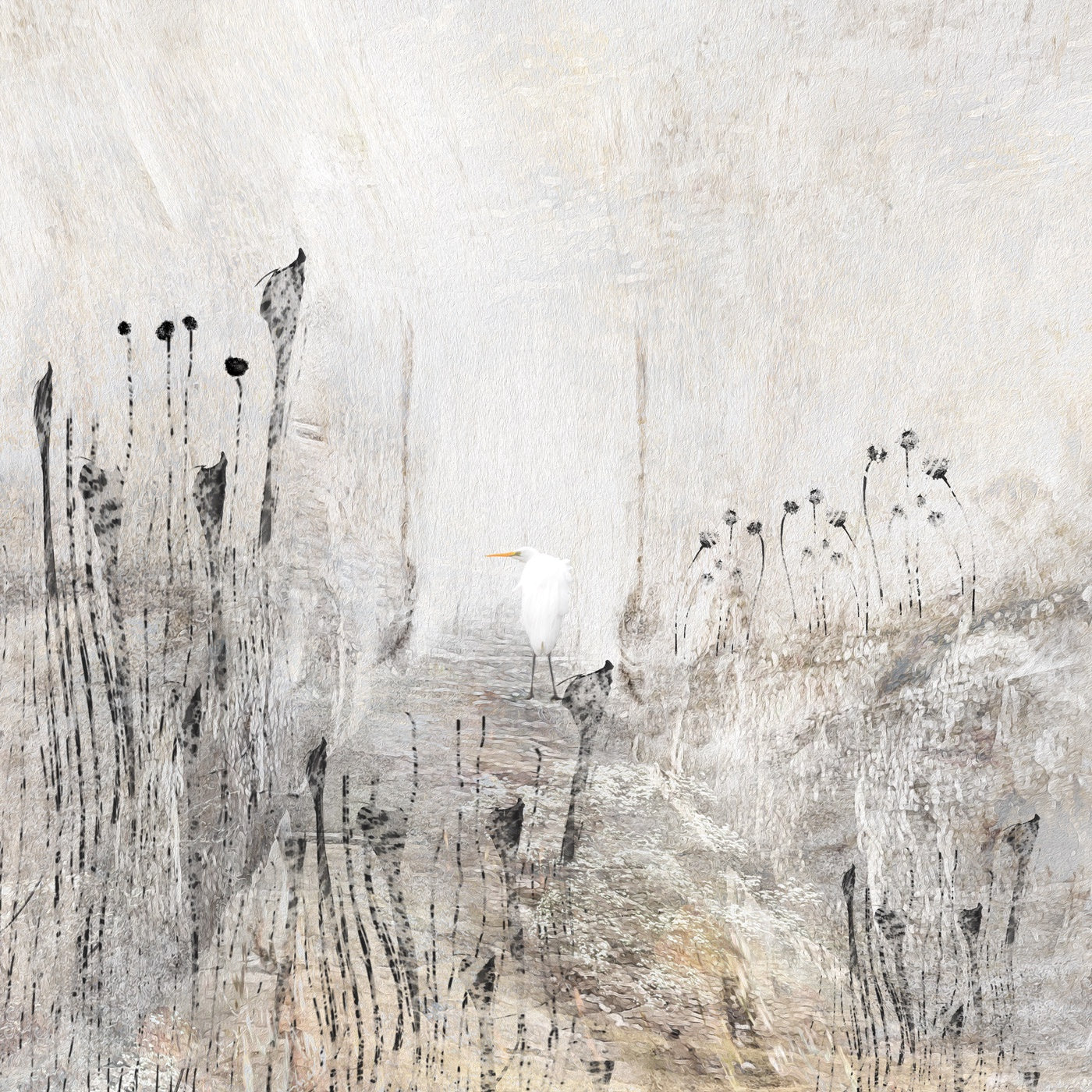 Barbara Tassell - Gathered Light