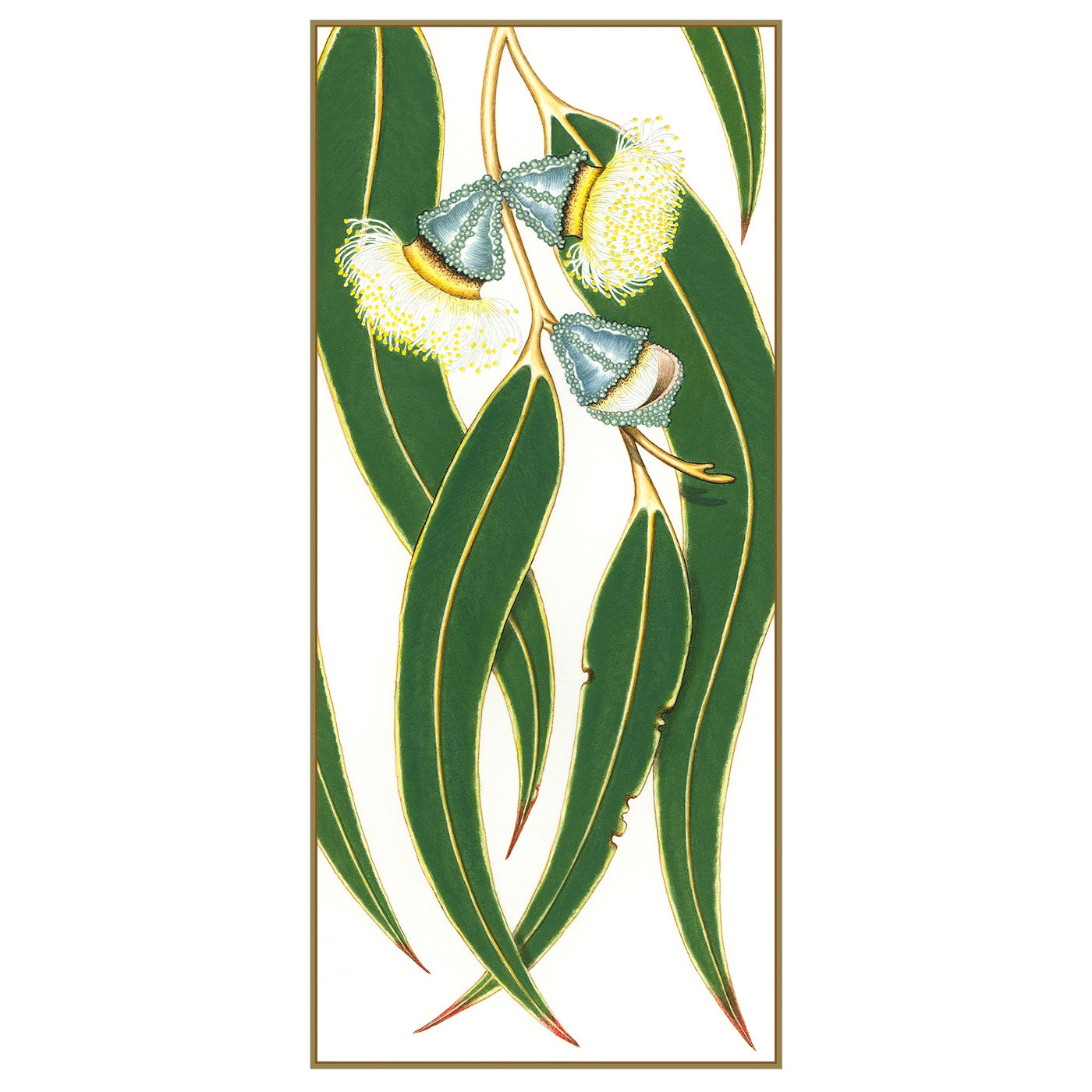 Sylvie Gerozisis - Botanica Tasmania - Art Print – Tasmanian Blue Gum 1