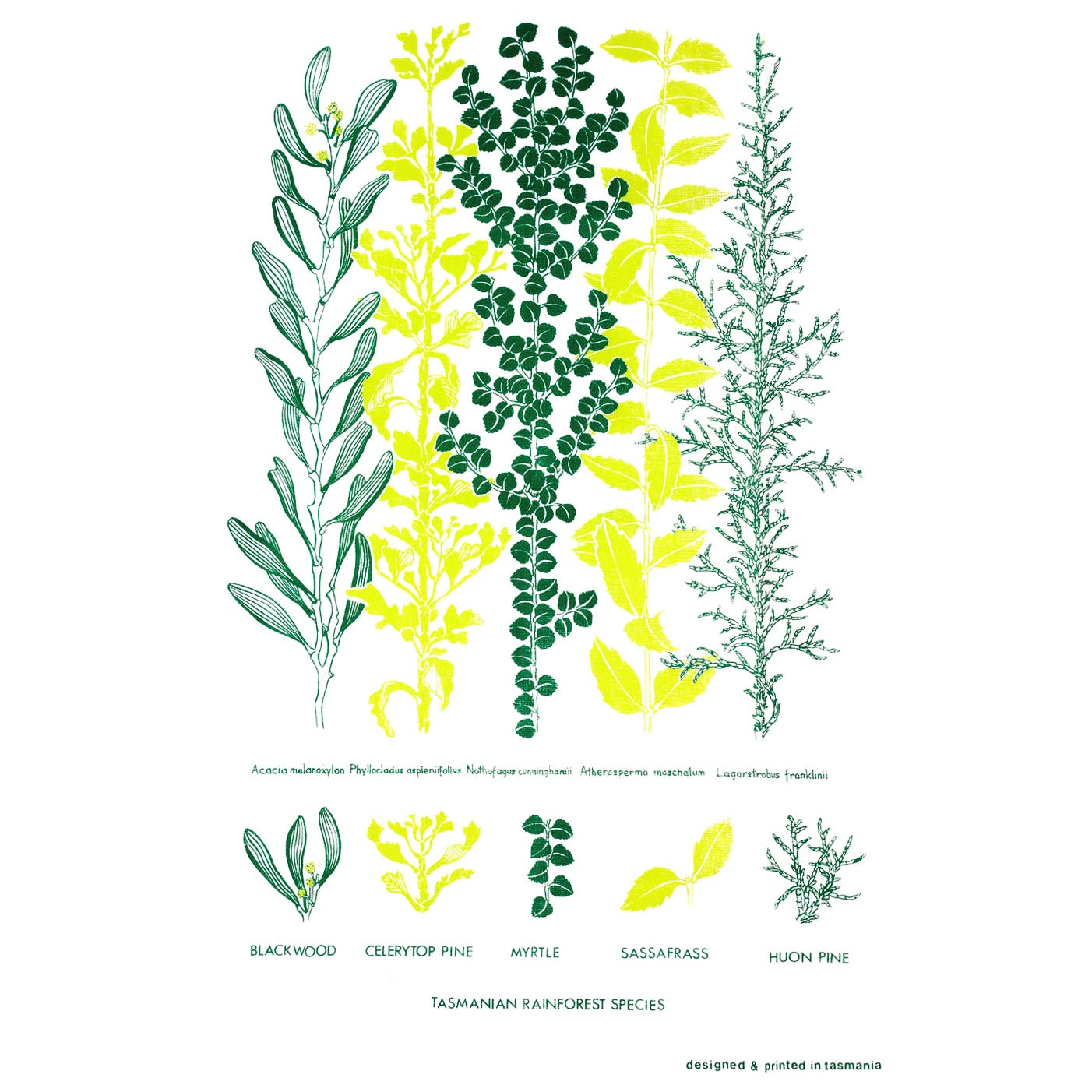 The T-Towel Gallery - Tea Towel - Tasmanian Rainforest Species