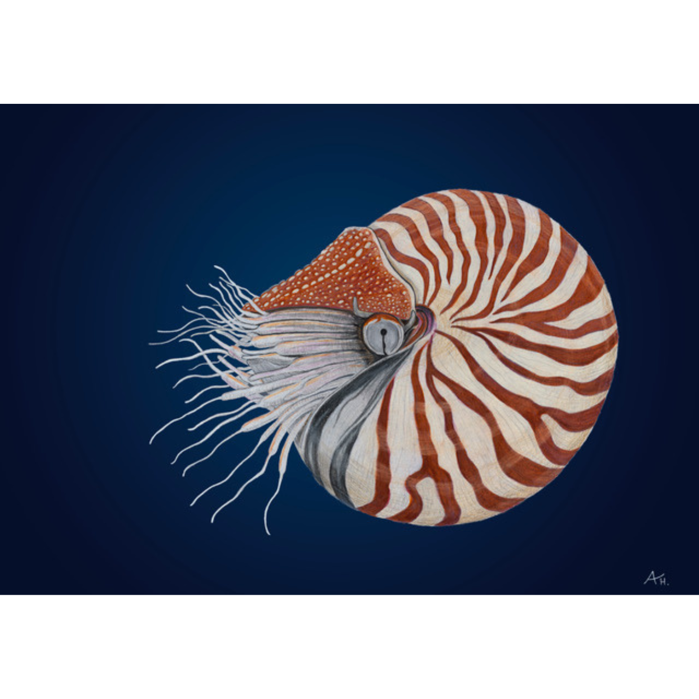 Andy Hoggins -Art Print - Nautilus