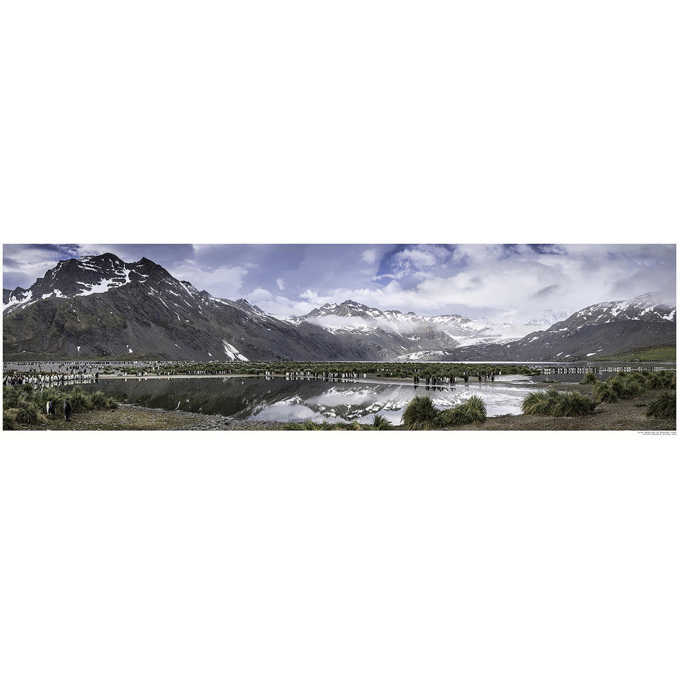 Peter Cosier - King Penguins in Beaufoy Cove, South Georgia Island, 2018