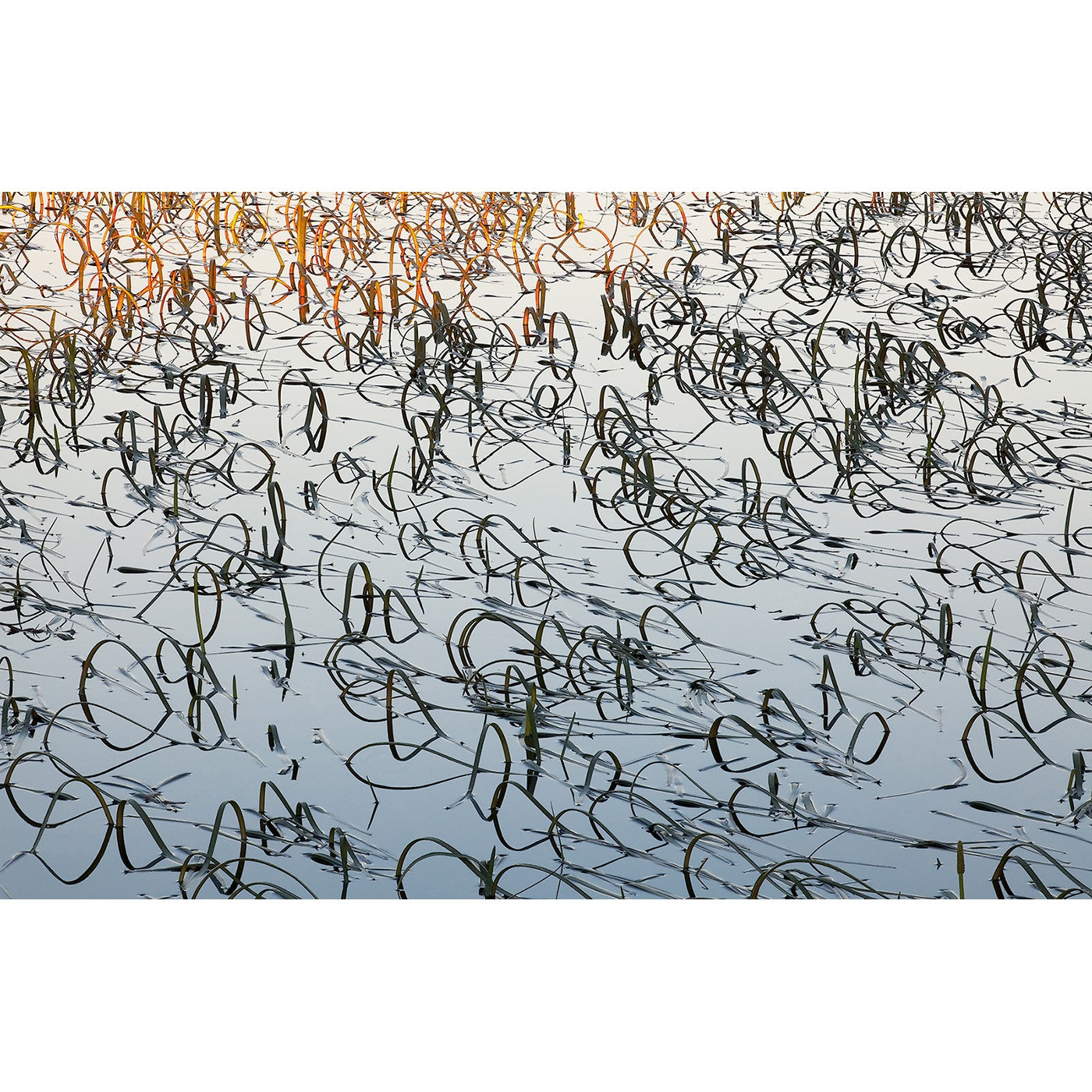 Chris Bell - Reeds at Dawn