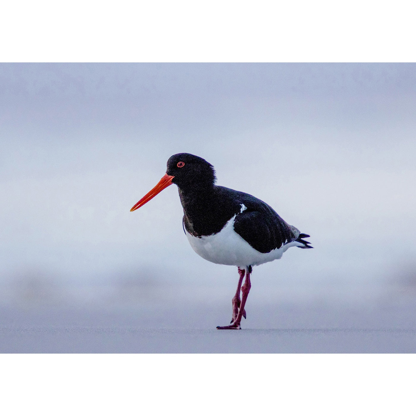 Rob Blakers - Freycinet National Park - Pied Oystercatcher