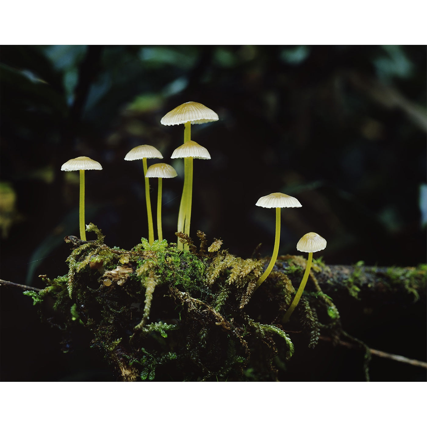 Peter Dombrovskis - Rainforest fungi, Franklin-Gordon Wild Rivers National Park