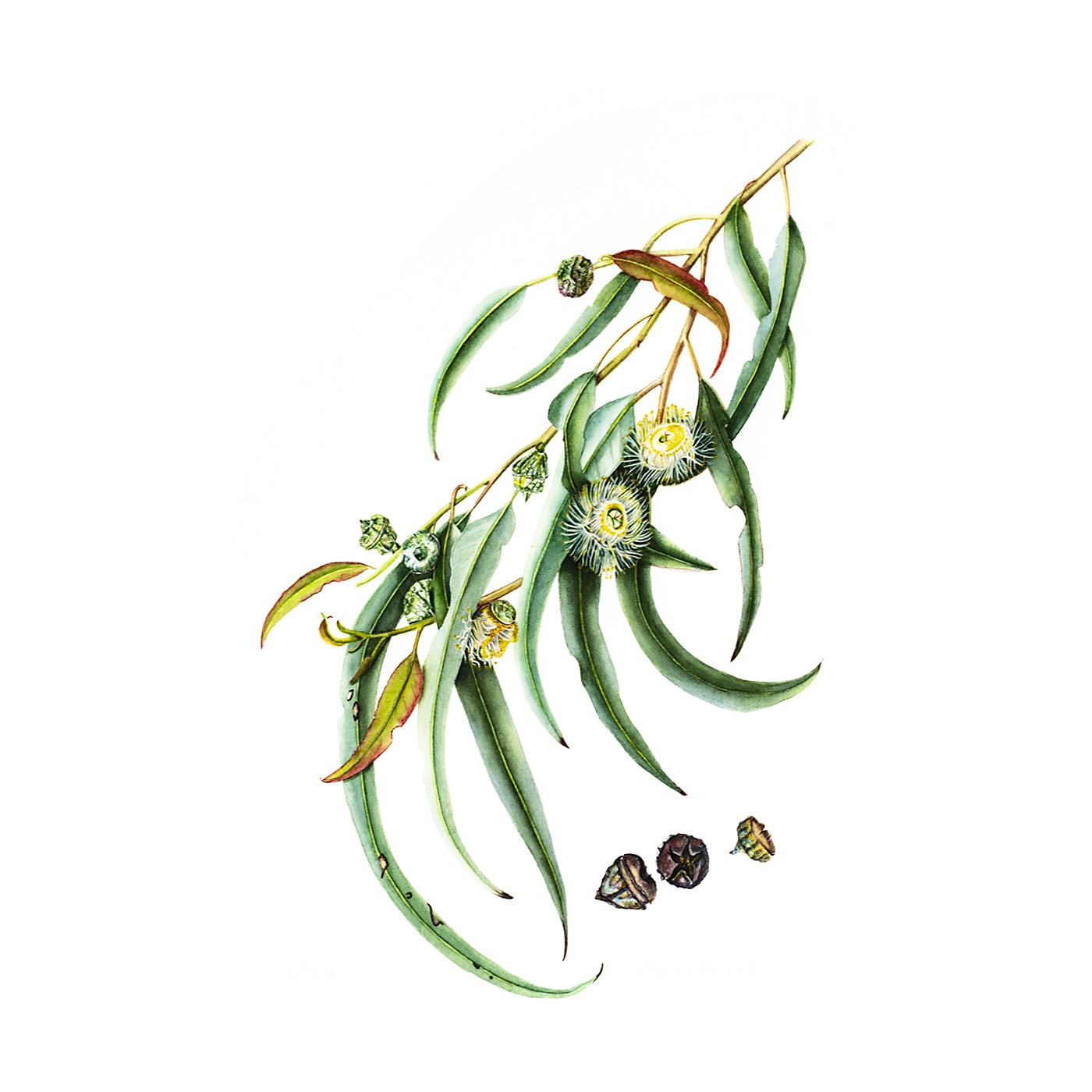 Sue Stuart - Art Print - Eucalyptus Globulus