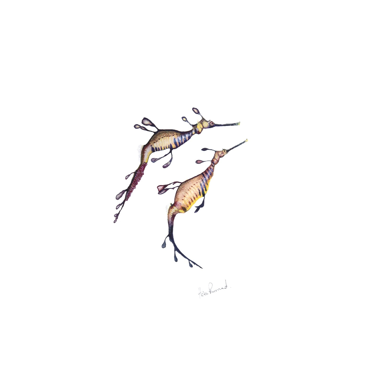The Little Wren - Art Print - Weedy Sea Dragon Pair