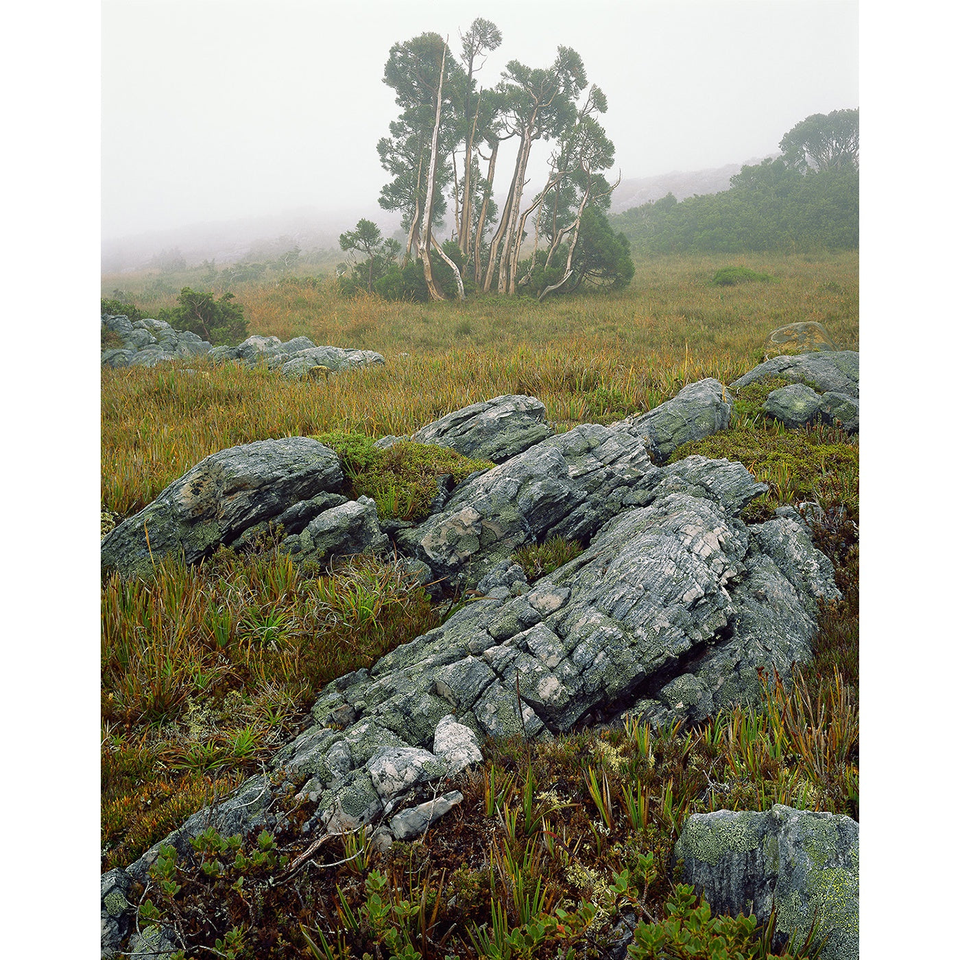 Peter Dombrovskis - Pencil Pines in mist, Southwest National Park