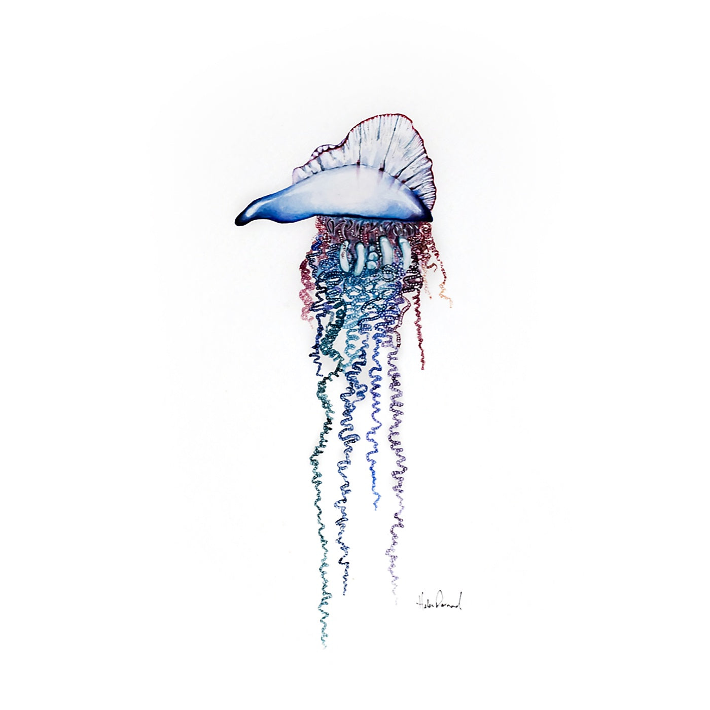 The Little Wren - Art Print - Portuguese Man O' War