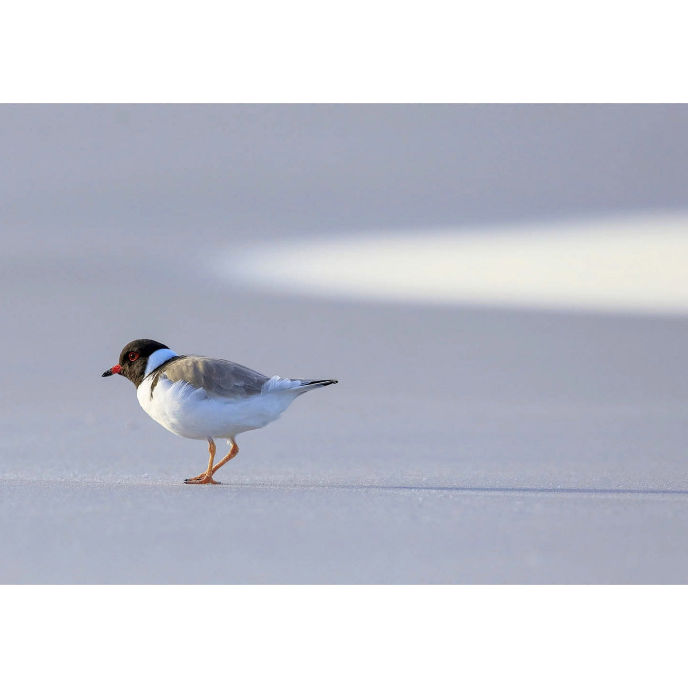 Rob Blakers - Freycinet National Park - Hooded Plover