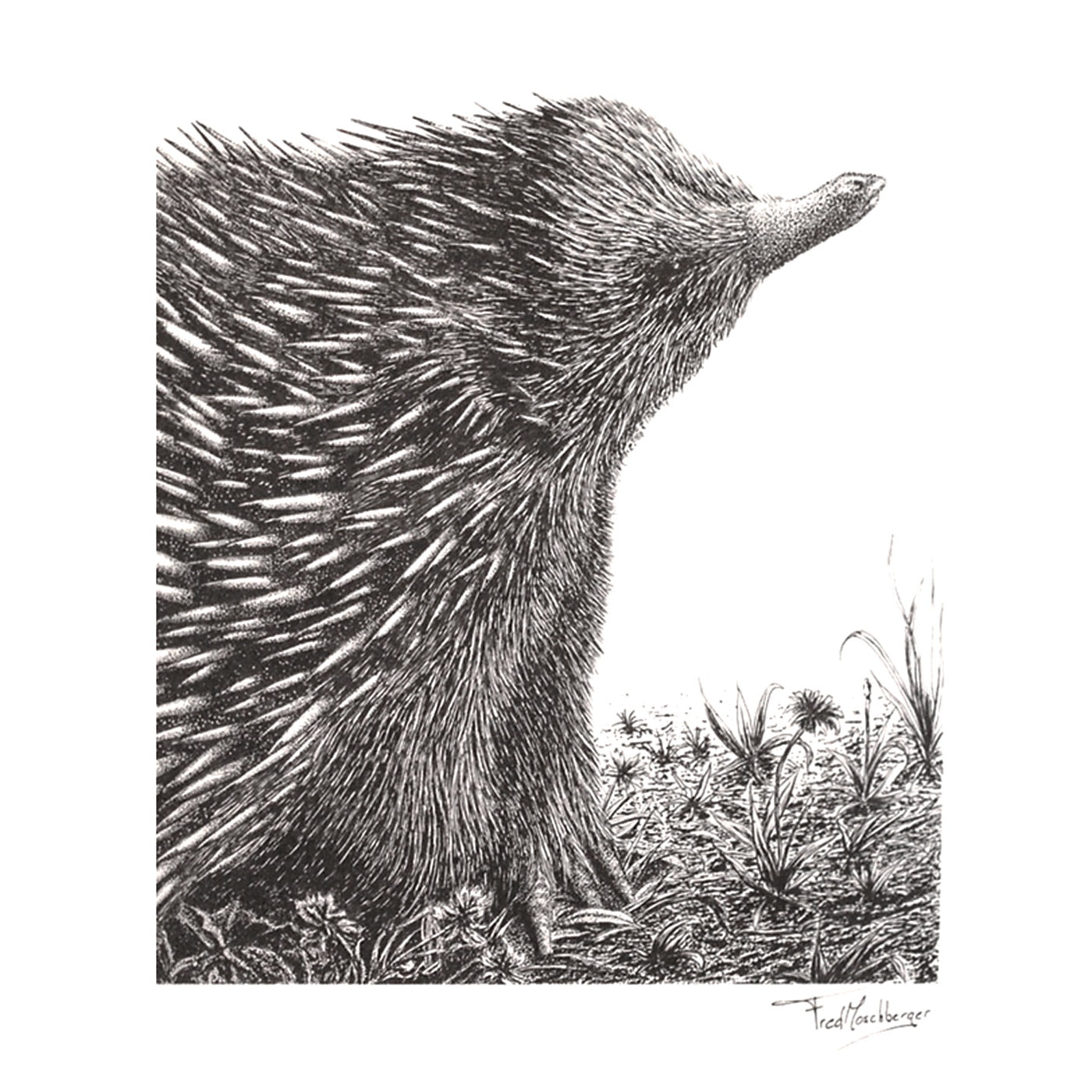 InkStreamArt - Art Print - Echidna Musings