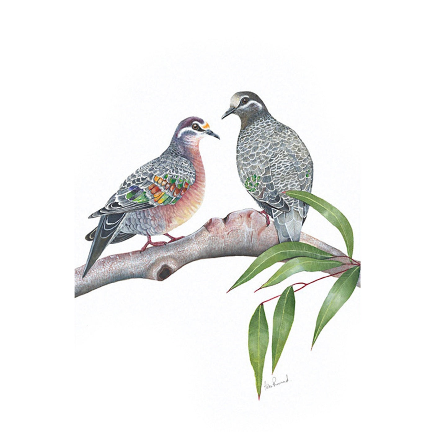 The Little Wren - Art Print - Common Bronzewing