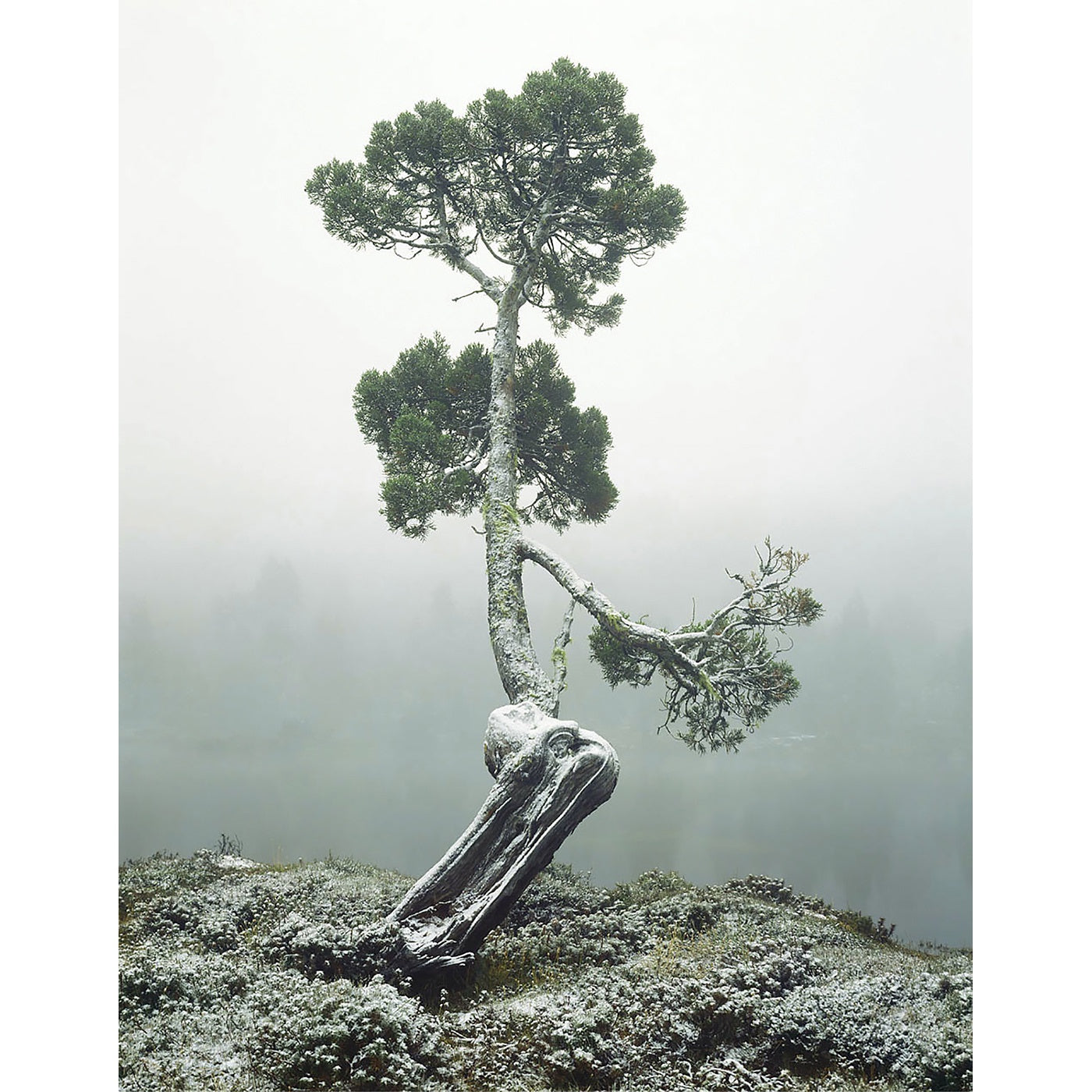 Peter Dombrovskis - Pool of Siloam -(Pencil Pine, Walls of Jerusalem)