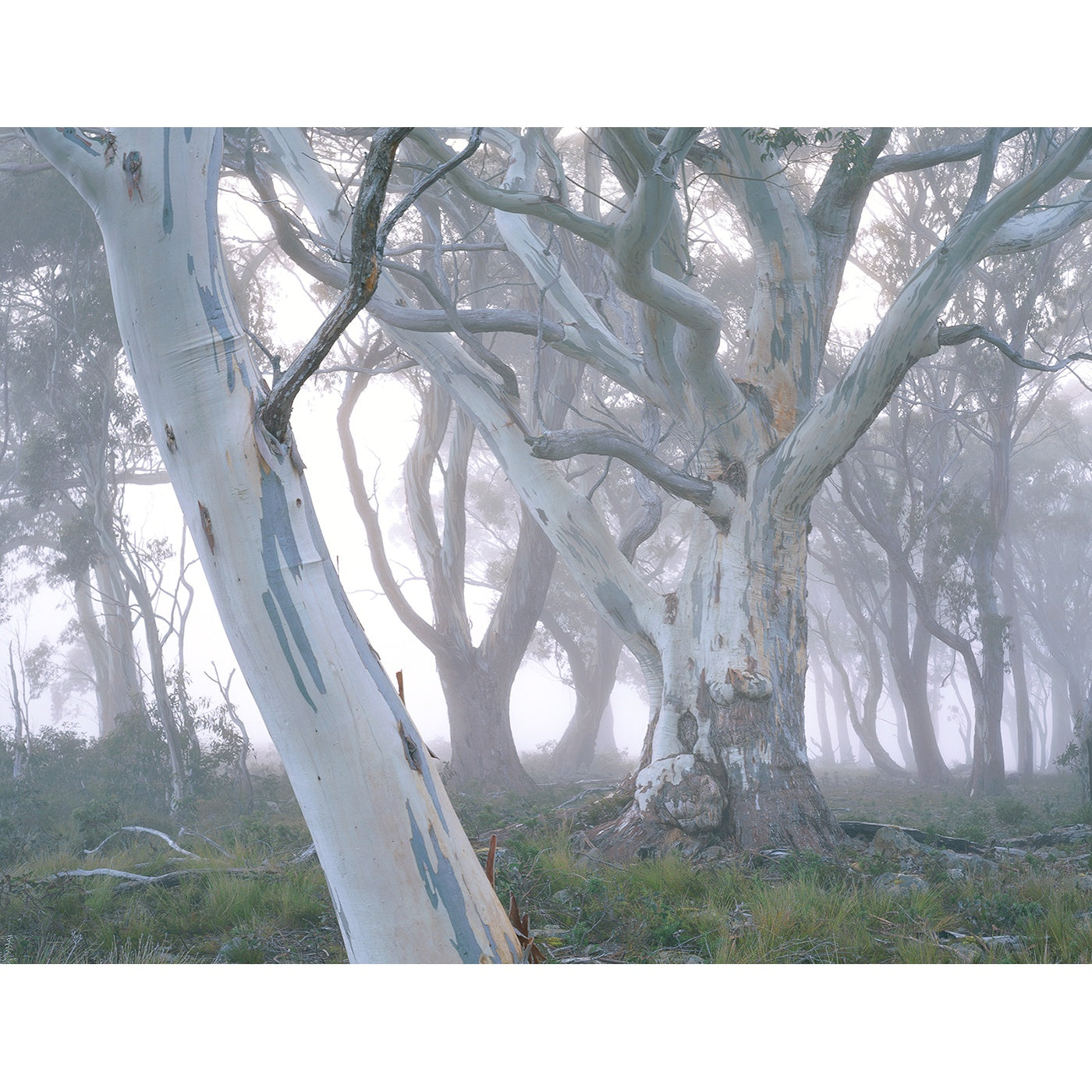 Chris Bell - Mountain White Gum in Mist