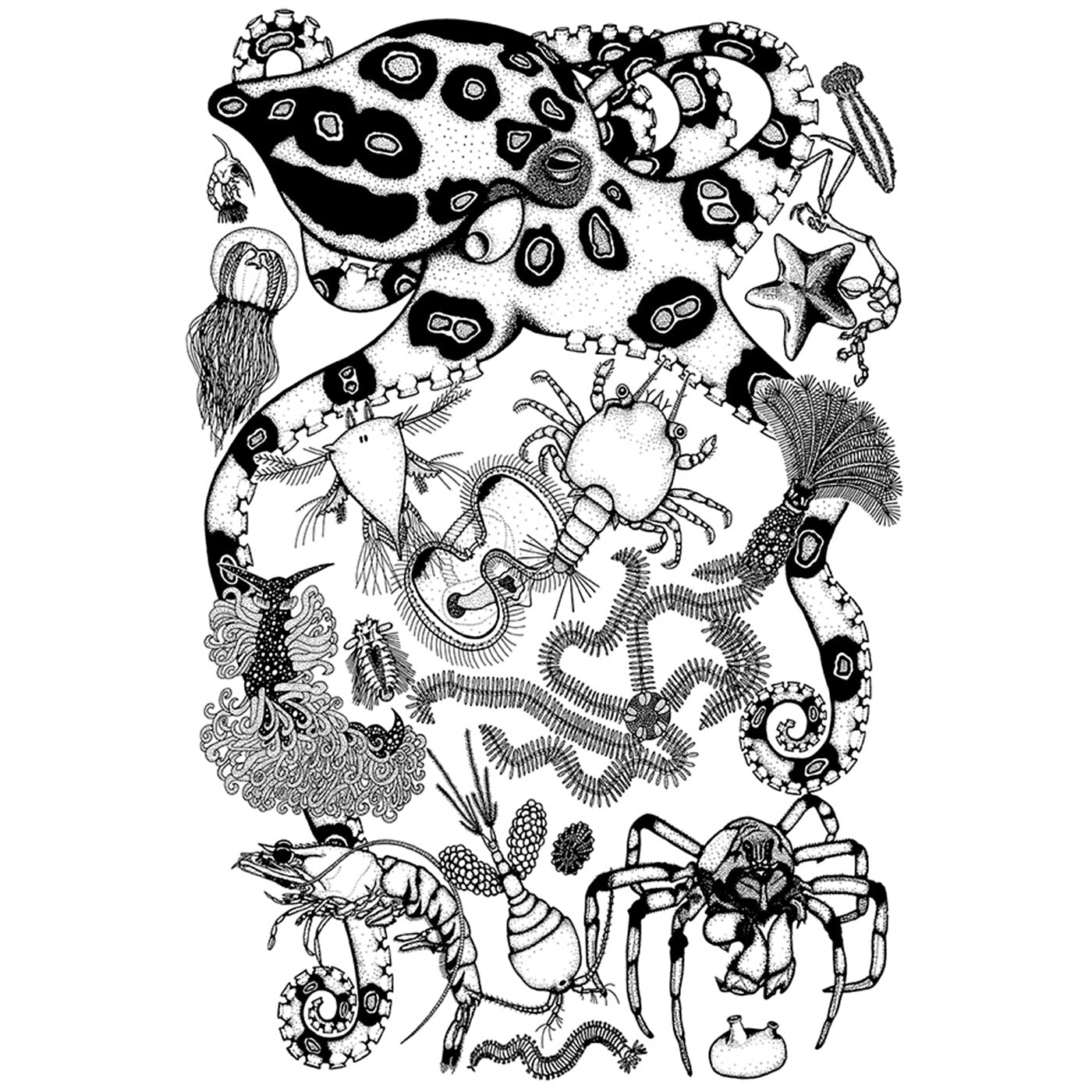 Rebecca Robinson - Art Print - Marine Invertebrates