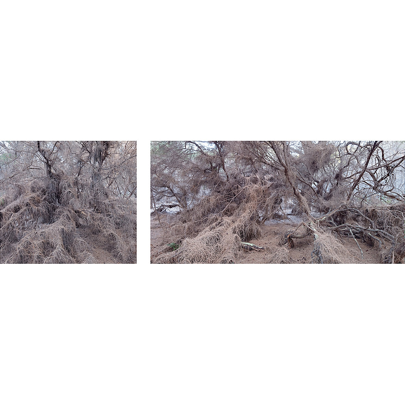 Chris Bell – Old Growth Casuarinas