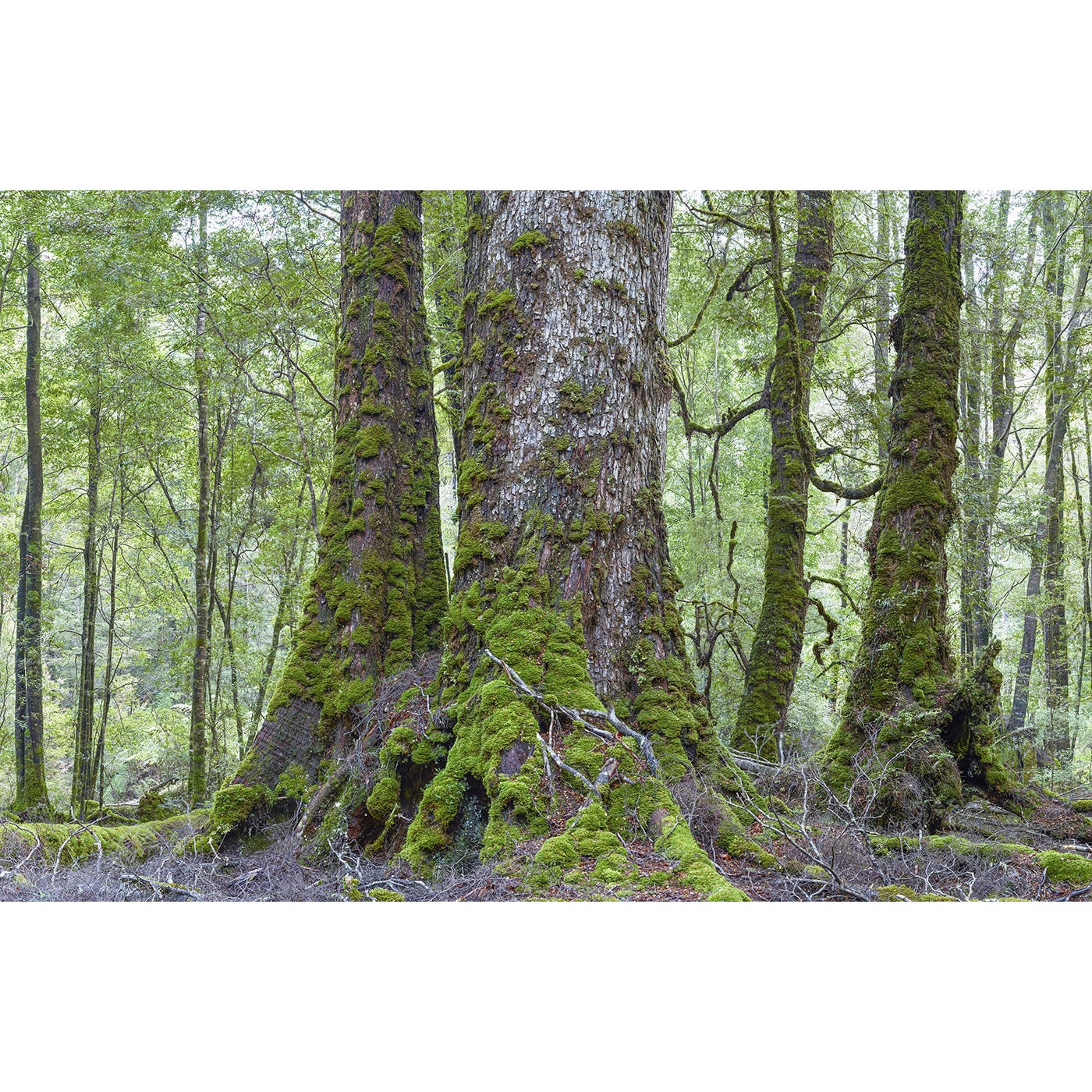 Rob Blakers - Takayna - Ancient Rainforest