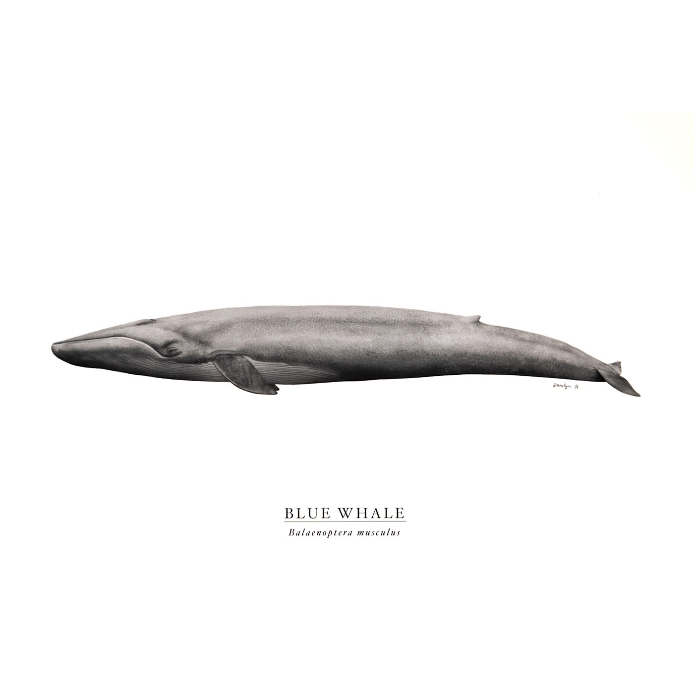 Sam Lyne - Art Print - Blue Whale