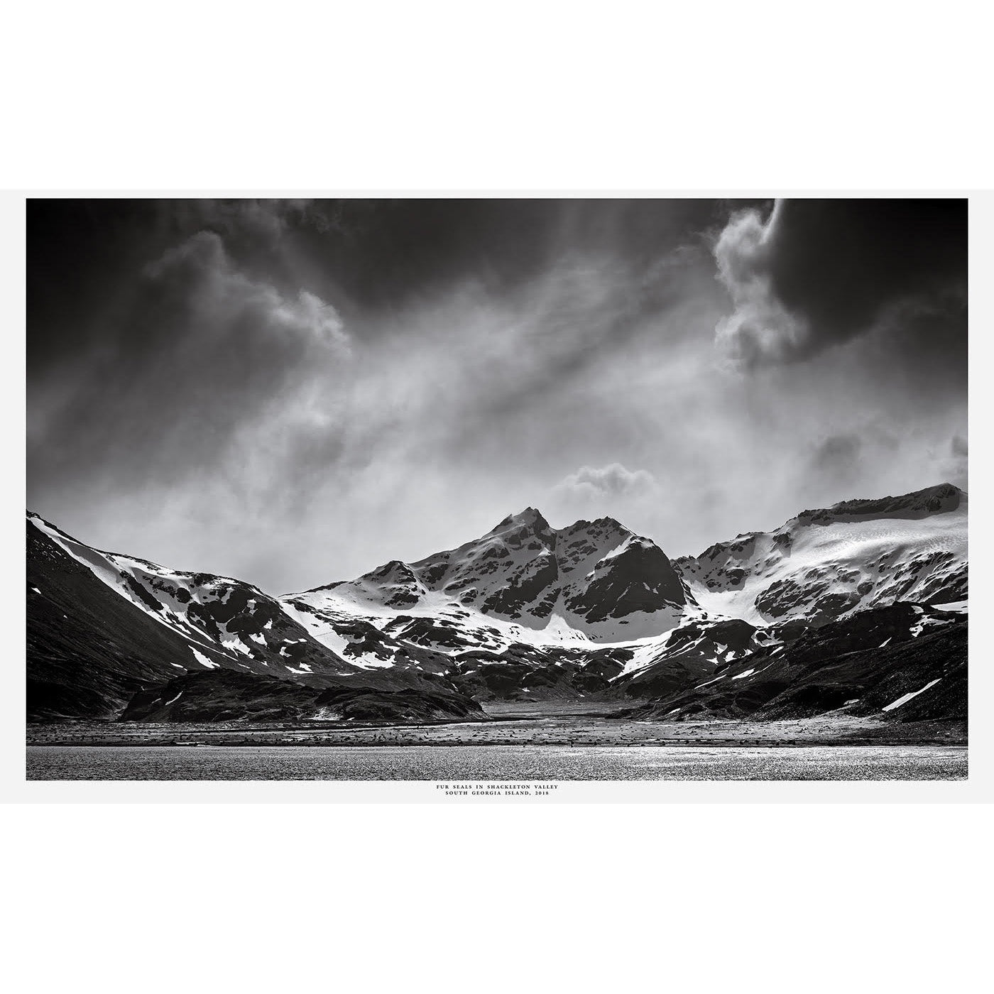 Peter Cosier - Fur Seals In Shackleton Valley, South Georgia Island, 2018