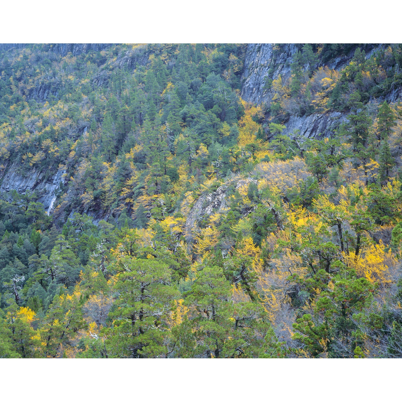 Rob Blakers - Cradle Mountain-Lake St Clair National Park - Highland Rainforest 3