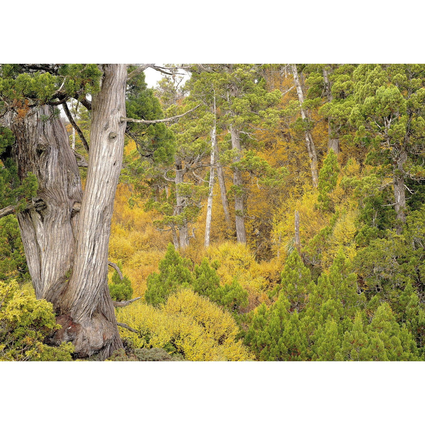 Rob Blakers - Cradle Mountain-Lake St Clair National Park - Autumn Highland Rainforest