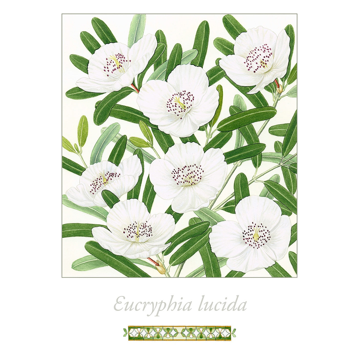 Sylvie Gerozisis - Flora of Tasmania - Art Print - Leatherwood