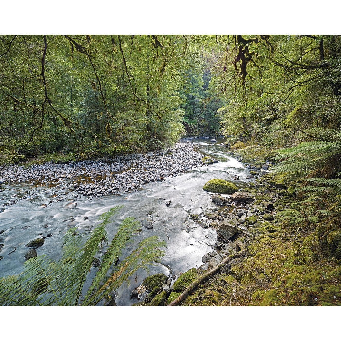 Rob Blakers - Takayna - Rainforest Stream