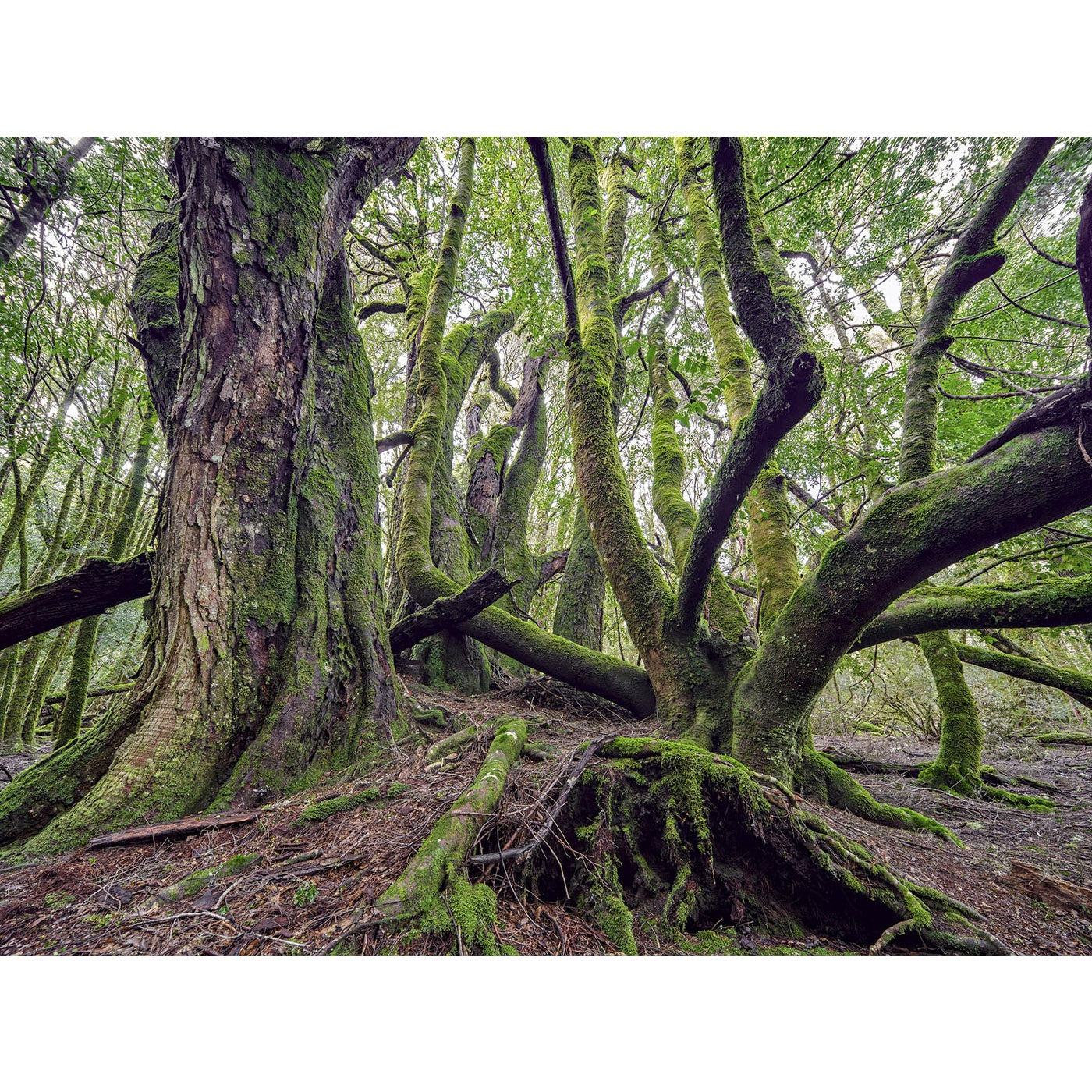 Rob Blakers - Vale of Belvoir - Braided Myrtle